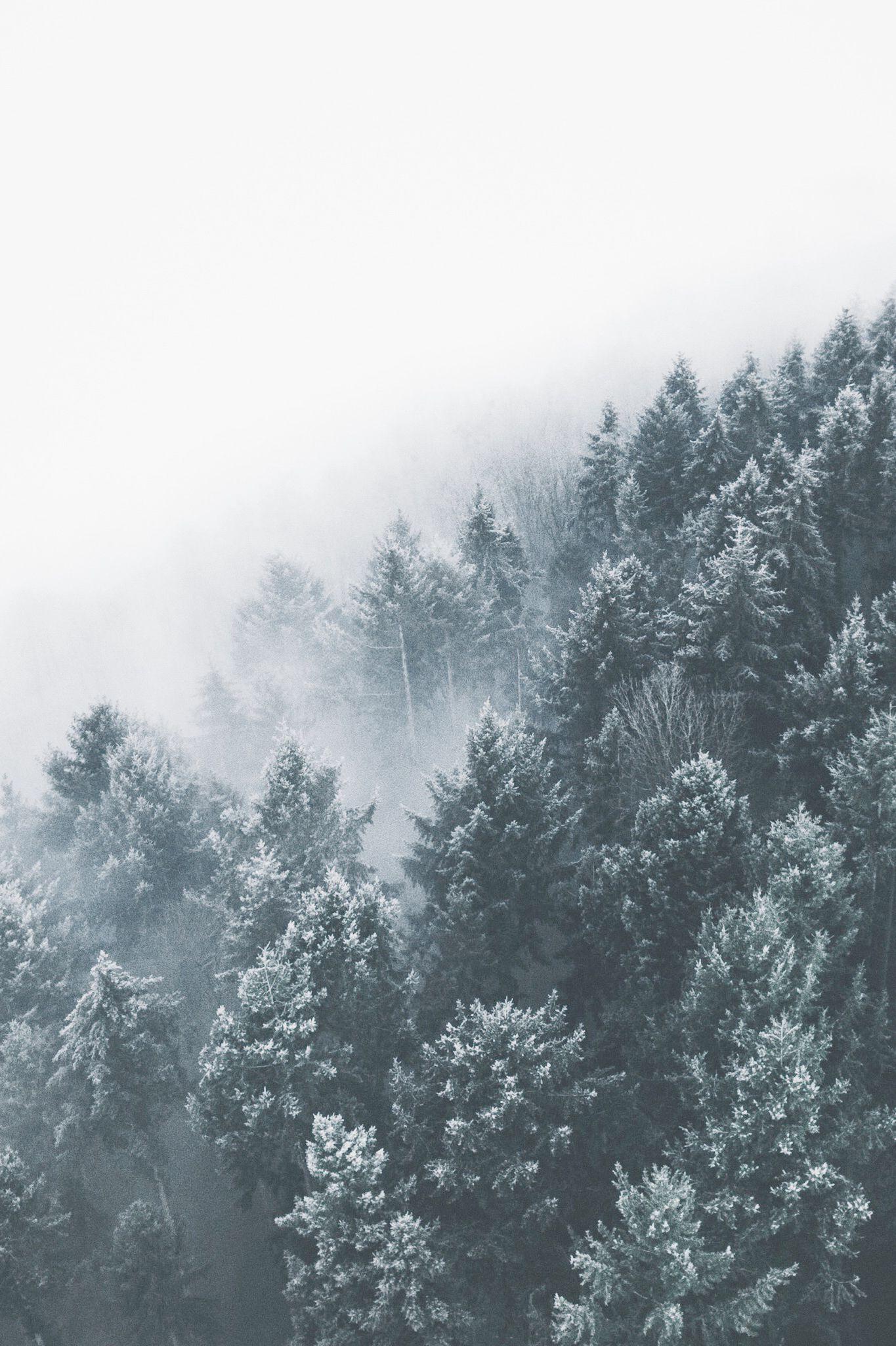 1365x2048 Winter Nordic Forest Print Winter Trees Print Landscape Photography Snow Covered Forest Snowy Forest#covered #forest #lan. Snowy forest, Winter trees, Snow forest