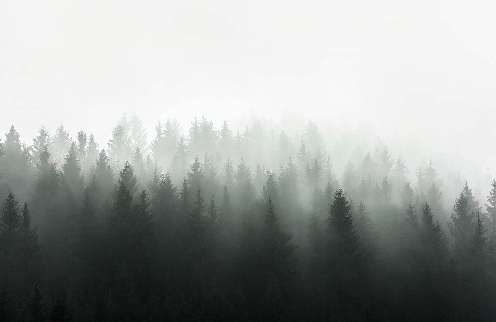 1640x1064 Deep Green Ombre Forest Wallpaper Mural. Hovia. Forest wallpaper, Forest wall mural, Light in the dark