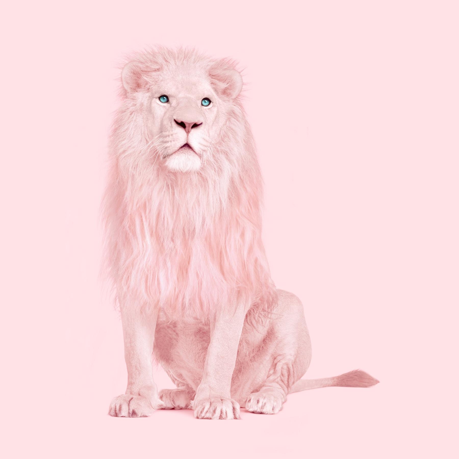 1800x1800 Buy PINK LION wallpaper US shipping at