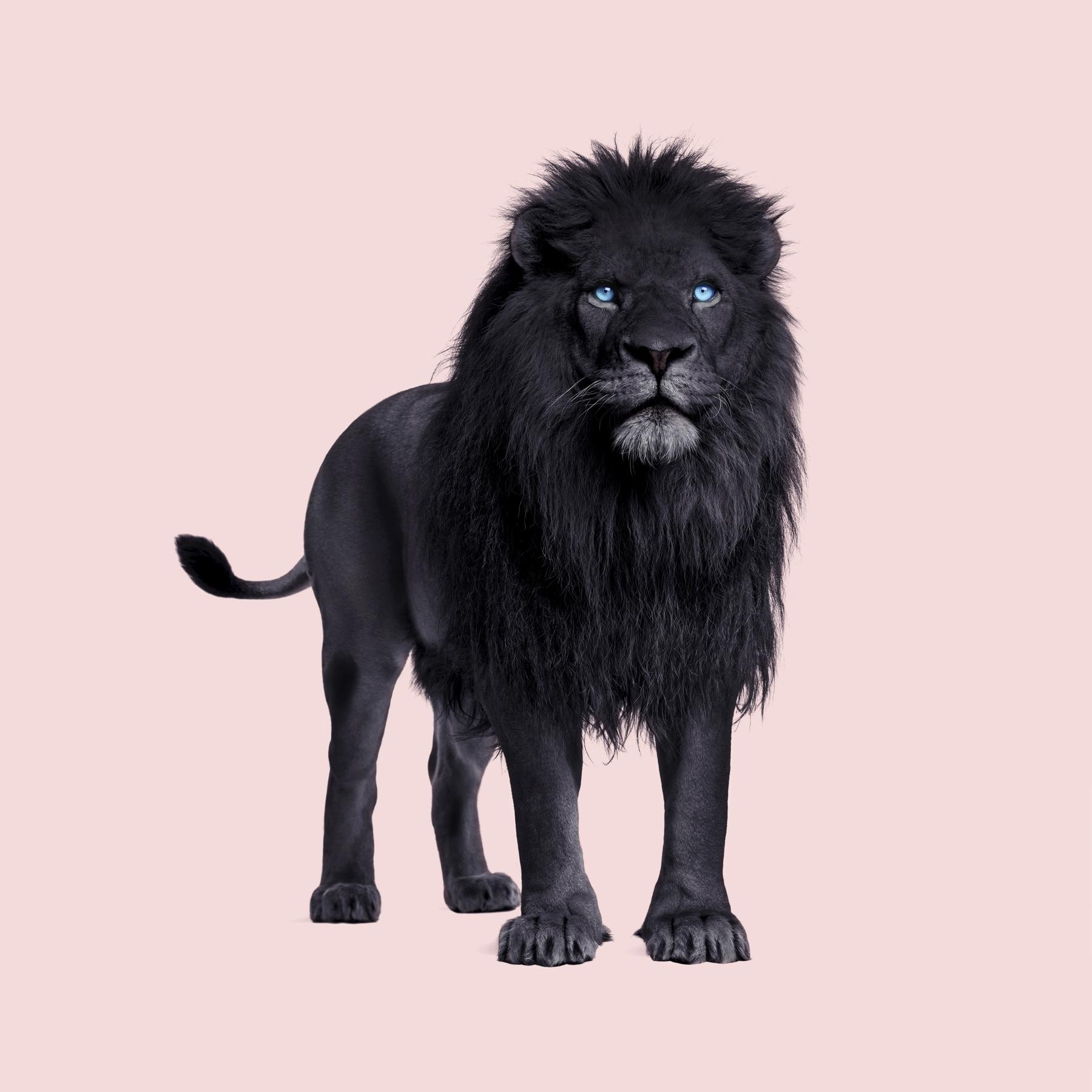 1800x1800 Buy Black Lion wallpaper US shipping at