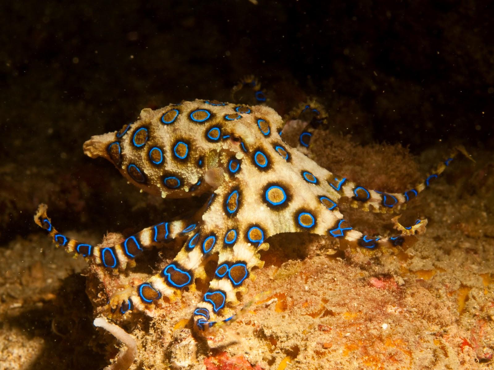 1600x1200 Blue Ringed Octopus wallpaper, Animal, HQ Blue Ringed Octopus pictureK Wallpaper 2019