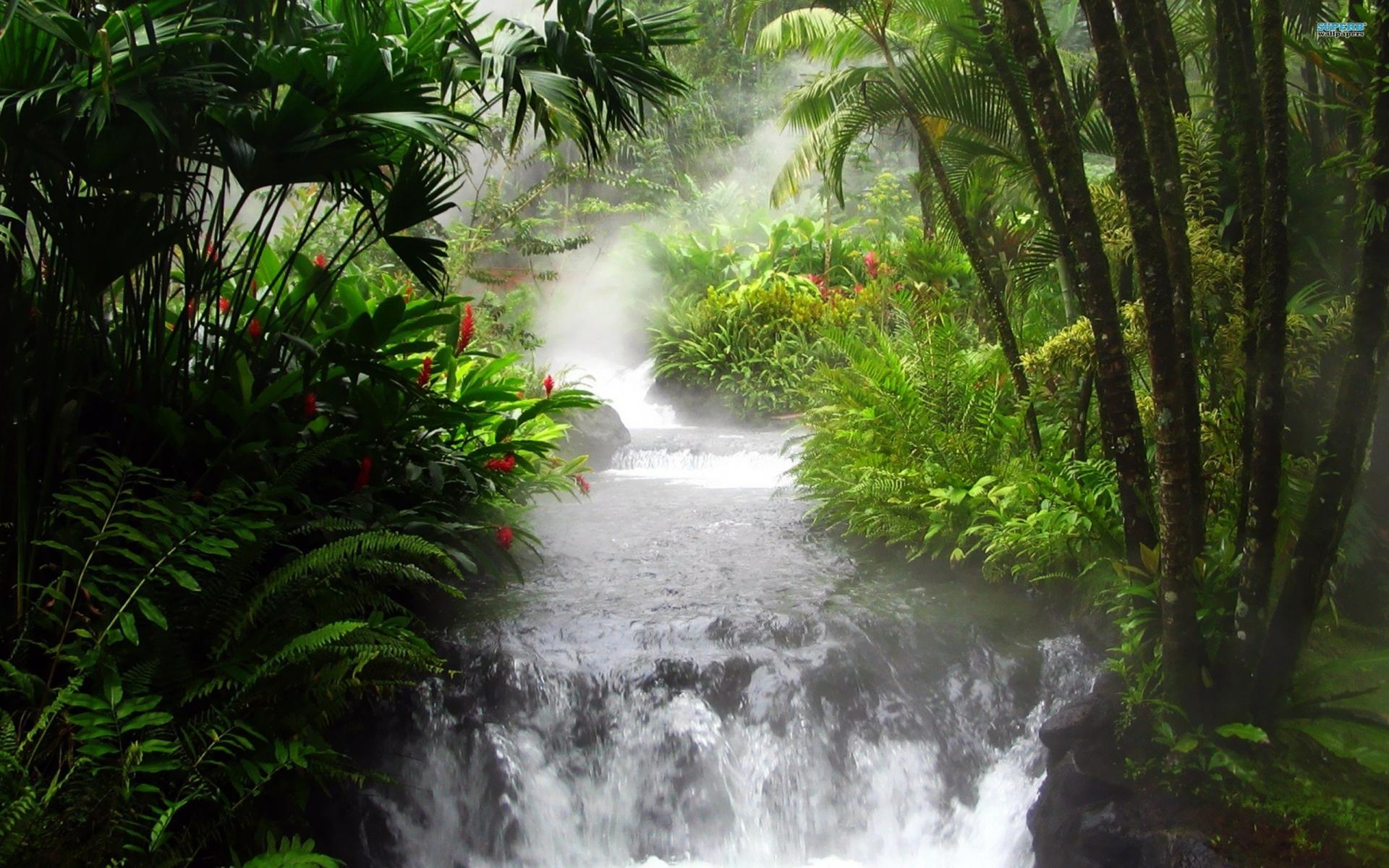 1920x1200 trees, Jungle, Leaves, Streams, Rain, Forest, Landscapes, Rivers Wallpaper HD / Desktop and Mobile Background