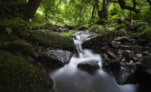 489x300 Nature Forest Streams Morning Rivers Desktop Background Wallpaper