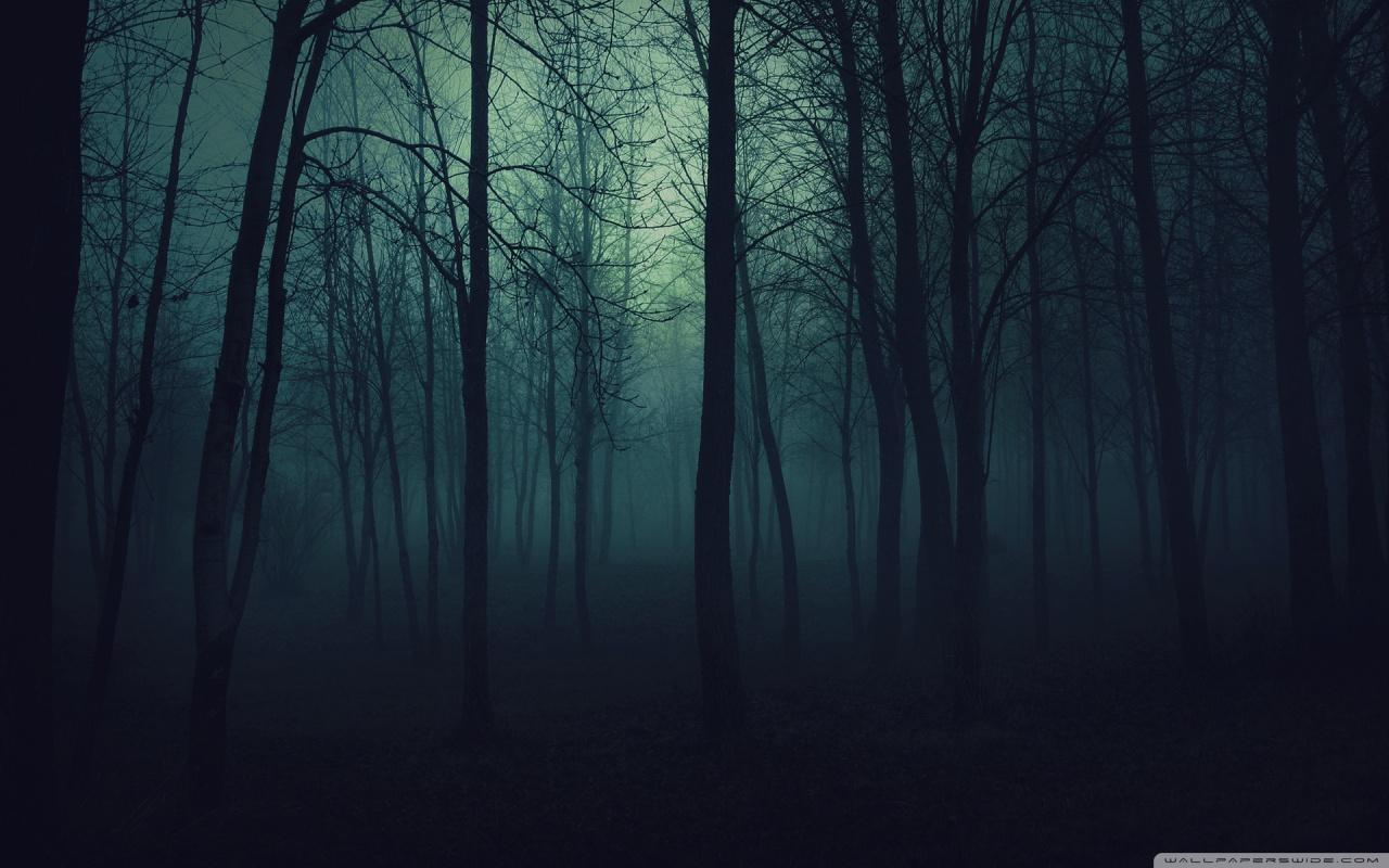 1280x800 Dark Forest Ultra HD Desktop Background Wallpaper for 4K UHD TV : Tablet