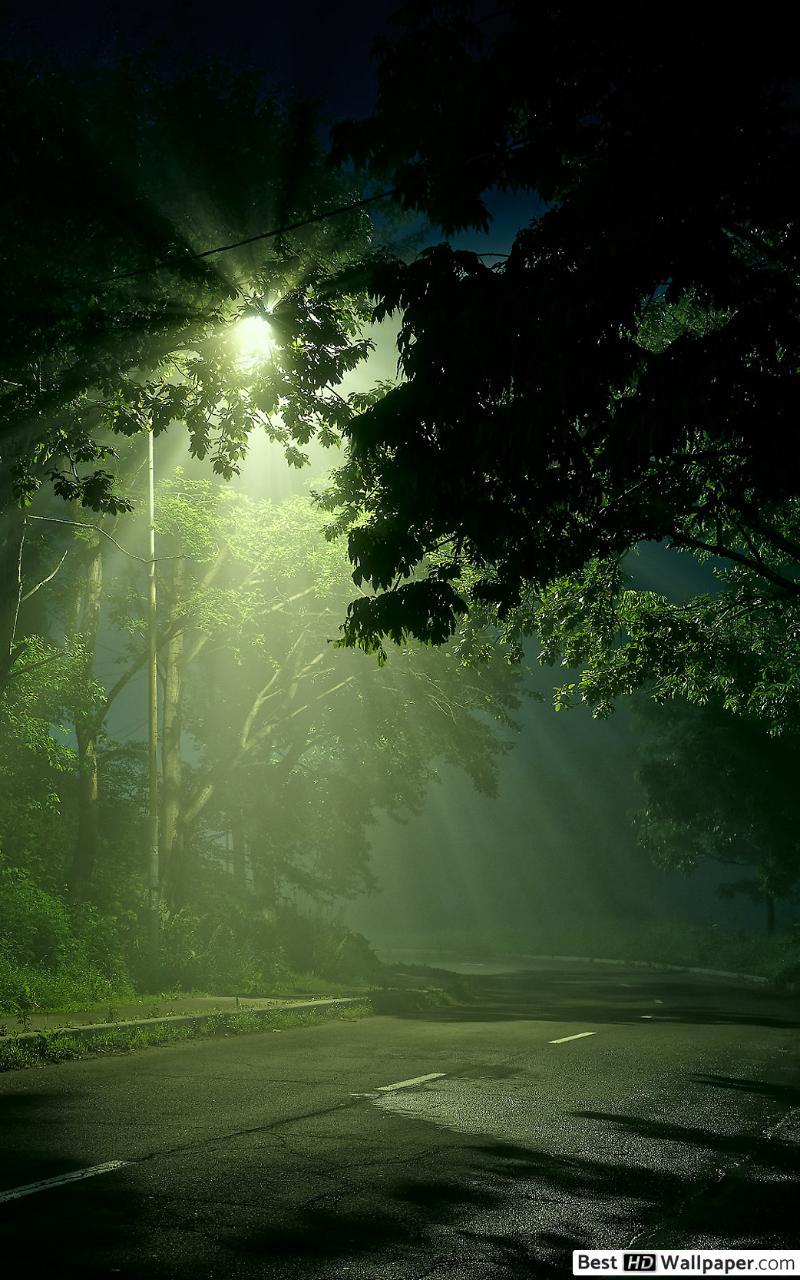 800x1280 Street Light Shining on Dark Forest Road HD wallpaper download