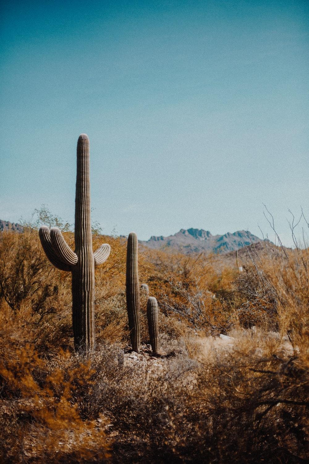 1000x1500 Cactus Desert Picture. Download Free Image