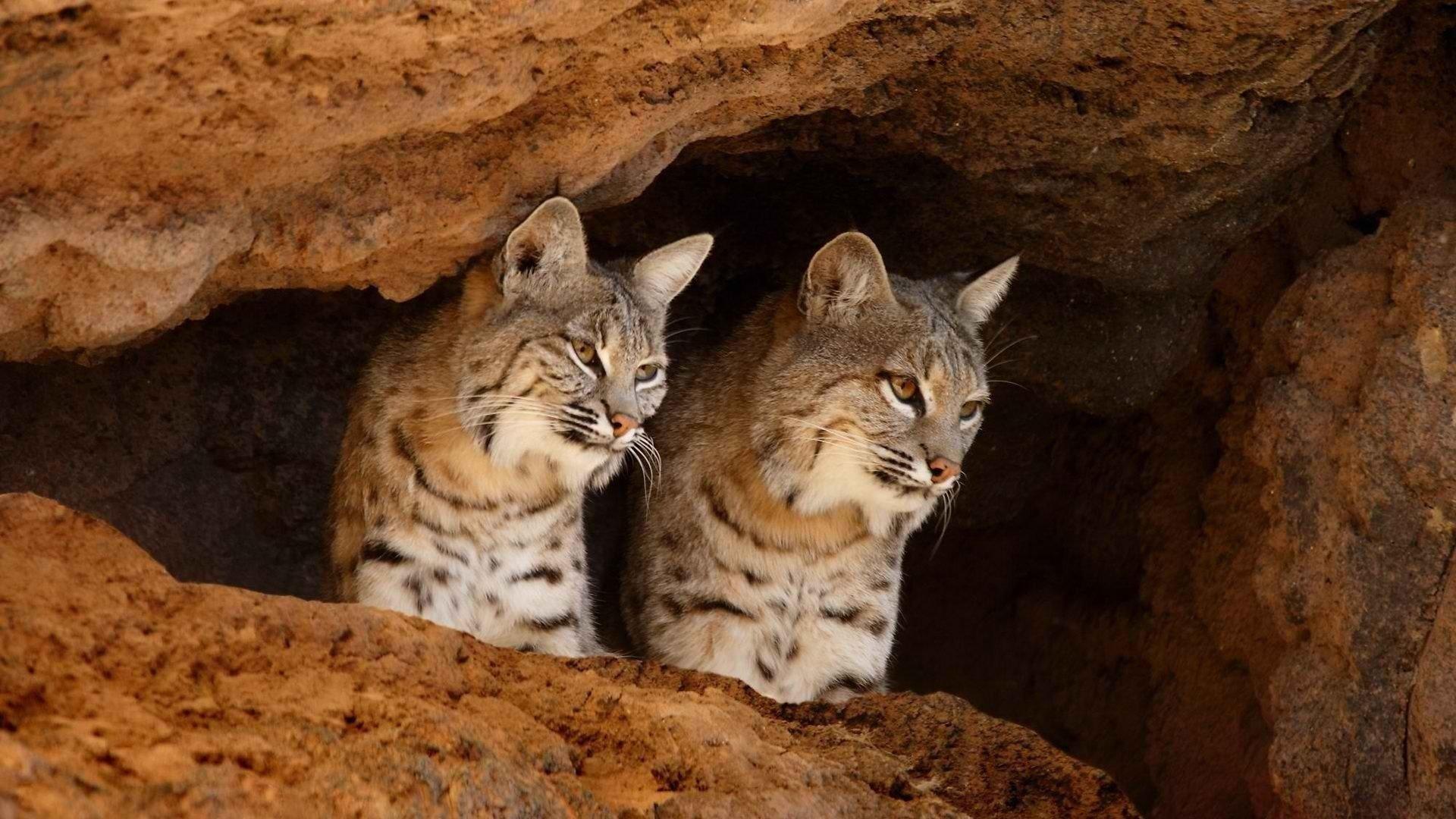 1920x1080 Arizona Sonora Desert Museum HD Wallpaper And Background Image