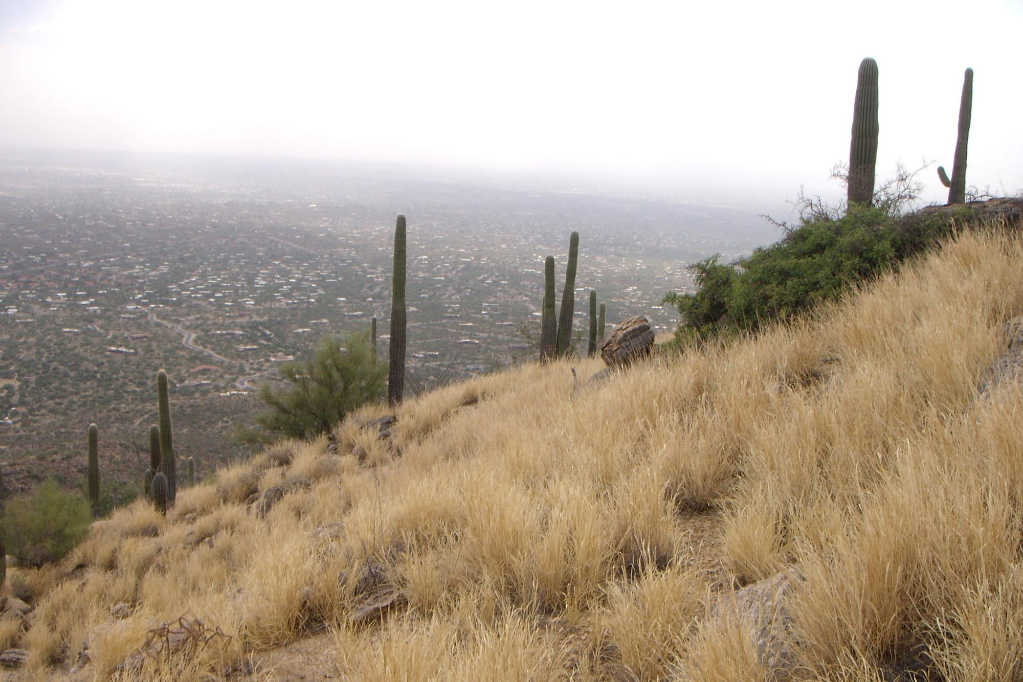 2000x1334 Arizona without saguaros? As climate warms, desert's future uncertain