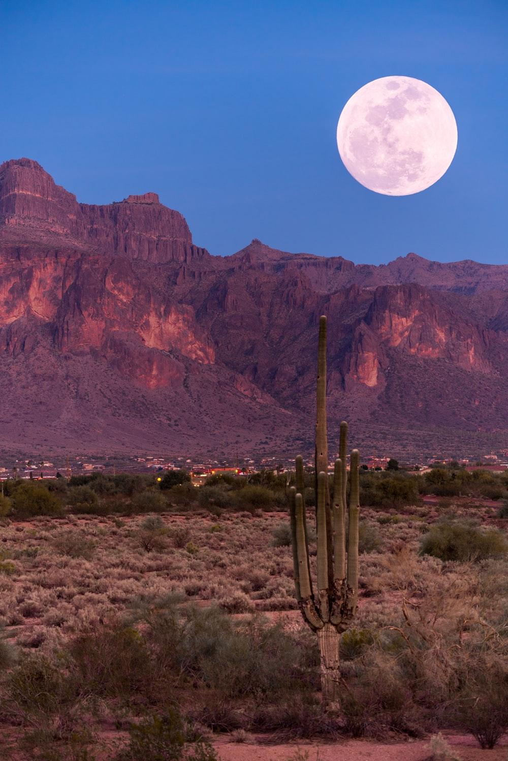 1000x1498 Sonoran Desert Picture. Download Free Image