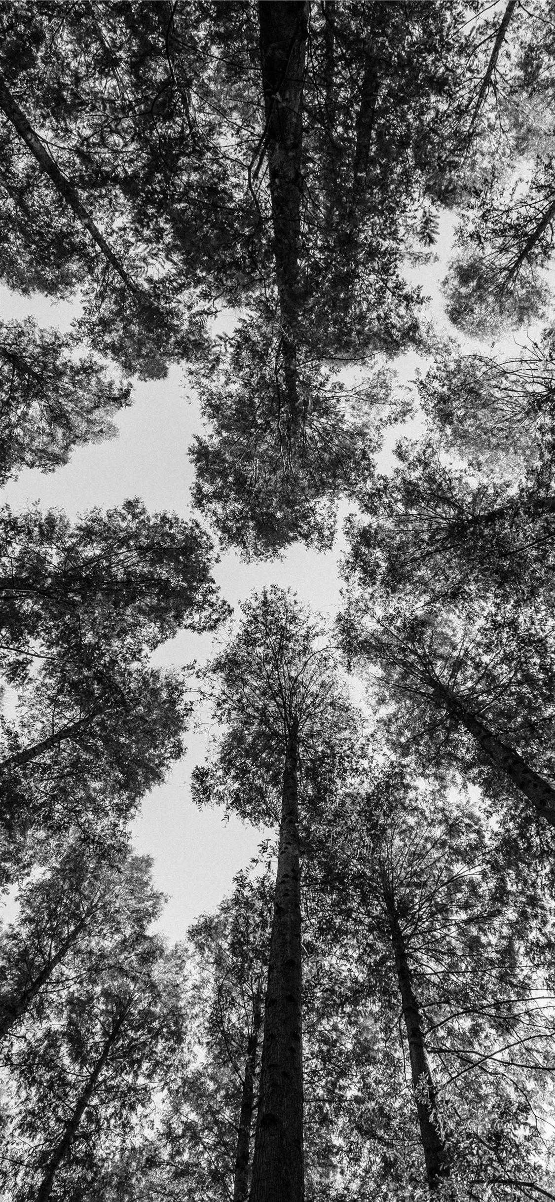 Black and White Tree iPhone Wallpapers Top Free Black and White Tree