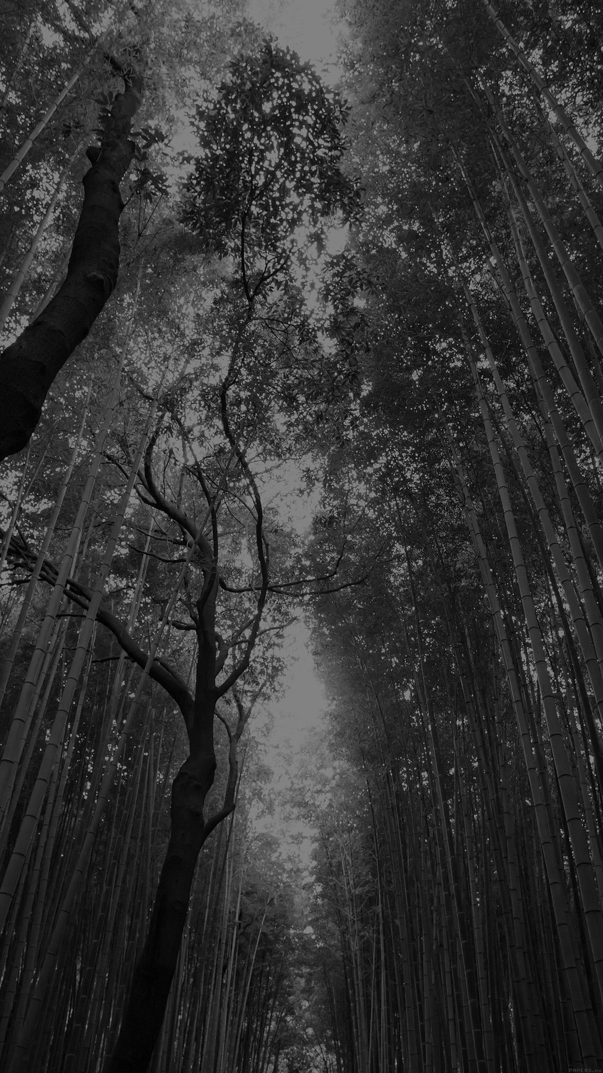 Black and White Tree iPhone Wallpapers Top Free Black and White Tree