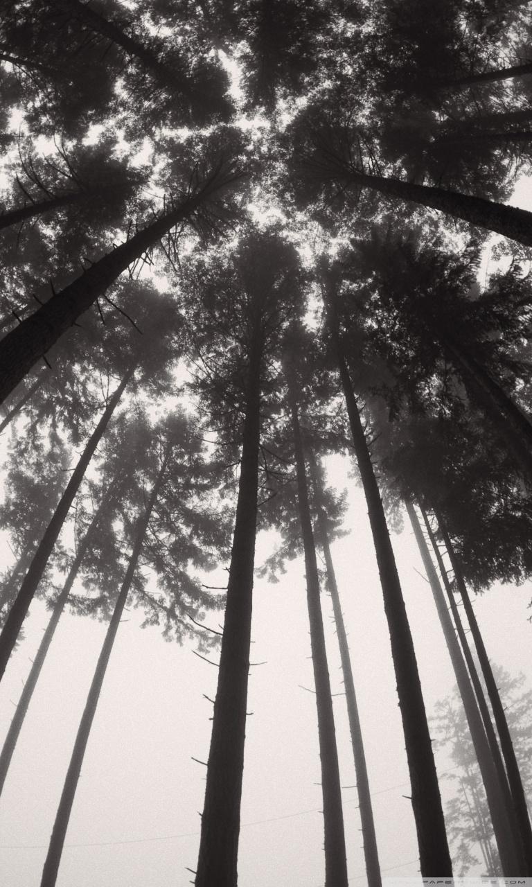 768x1280 Forest Trees Black and White Ultra HD Desktop Background Wallpaper for 4K UHD TV : Widescreen & UltraWide Desktop & Laptop : Multi Display, Dual Monitor : Tablet