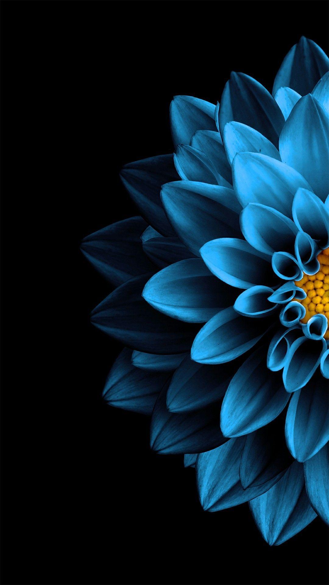 Water Lily Wallpaper 4K Blue flower Black background 3156