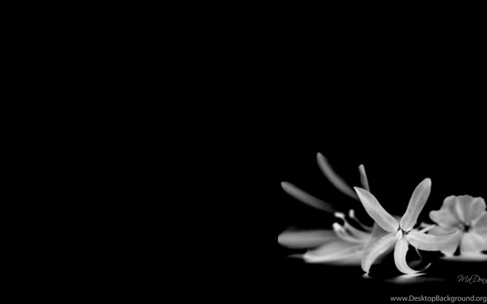 1680x1050 Black And White Flowers Wallpaper HD Desktop Background