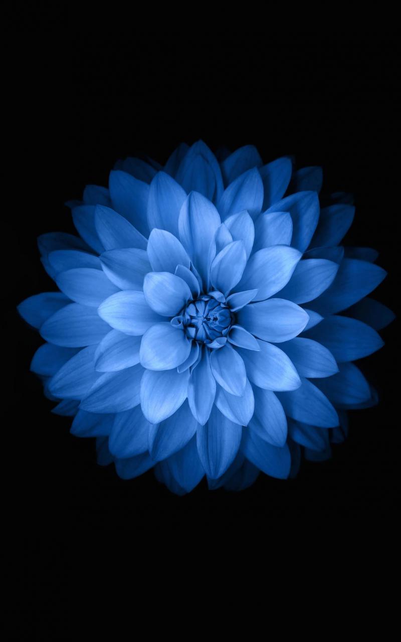 Black and Blue Flower iPhone Wallpapers - Top Free Black and Blue ...