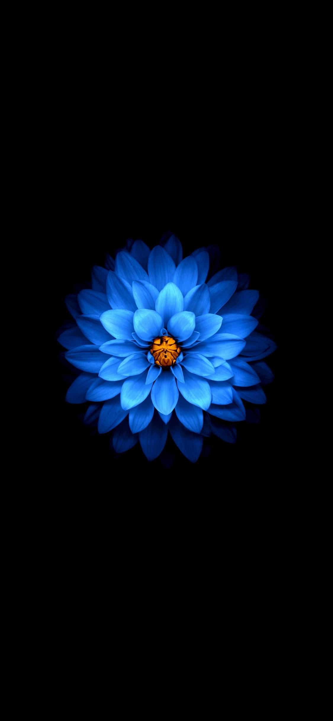 1125x2436 Download 1125x2436 wallpaper blue flower, dark, amoled, iphone x 1125x2436 HD image, background, 25964
