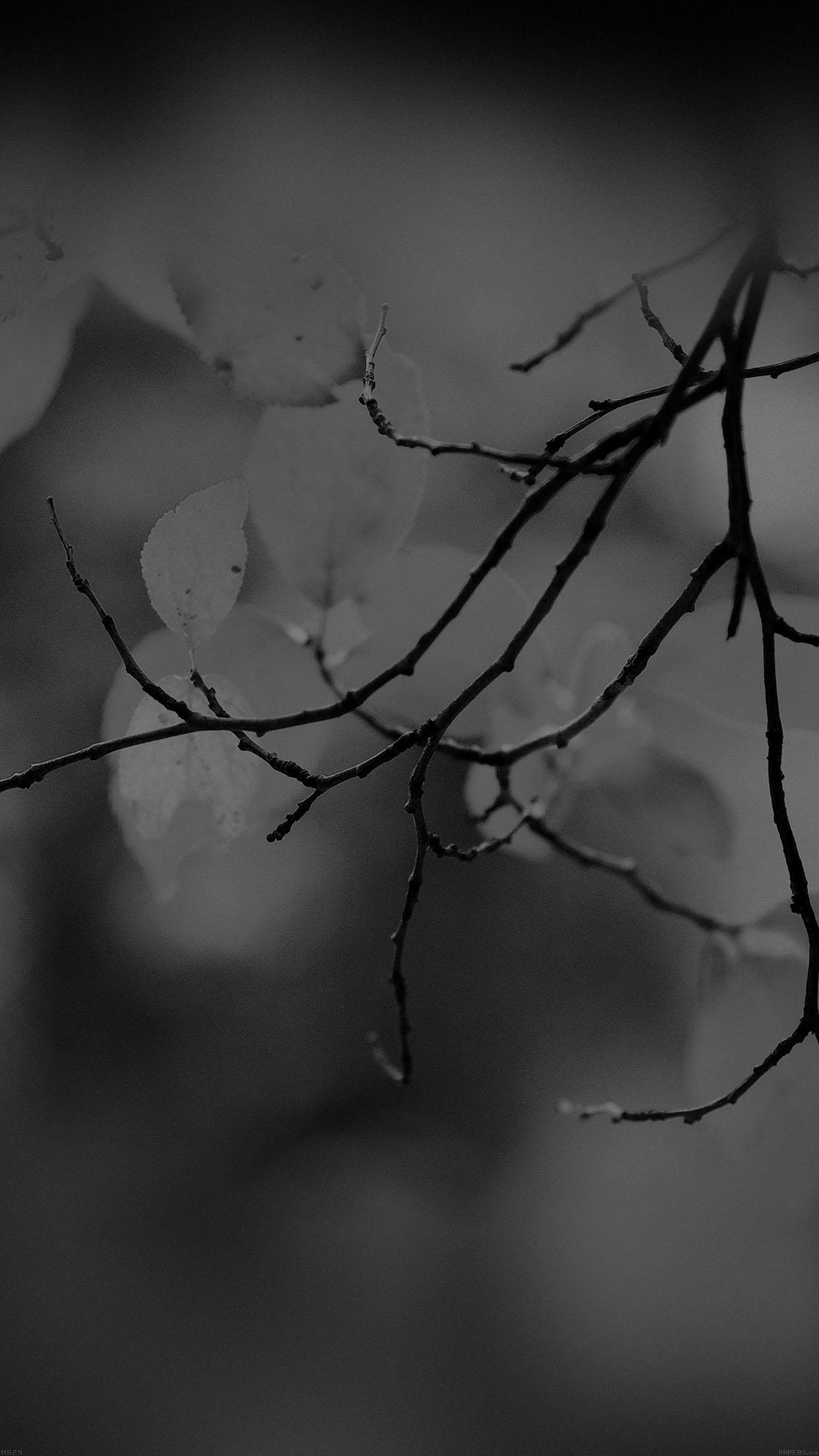 Black and White Tree iPhone Wallpapers Top Free Black and White Tree