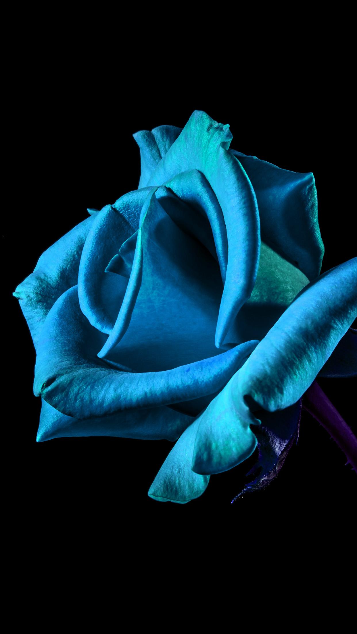 1242x2208 iPhone X wallpaper. flower rose blue dark beautiful best nature