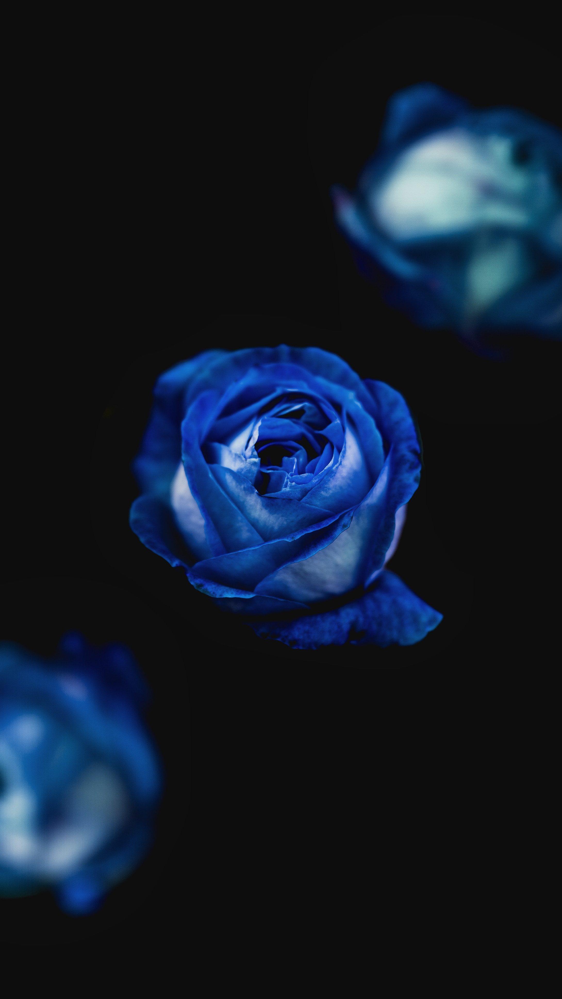 2180x3876 Blue Roses iPhone Wallpaper