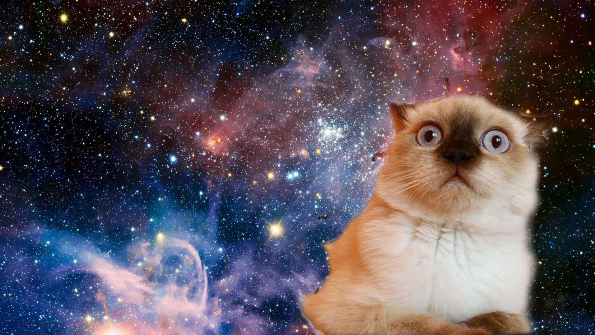 2048x1152 Cat wallpaper, space, funny, confused, face, stars, mammal, pets, domestic • Wallpaper For You HD Wallpaper For Desktop & Mobile