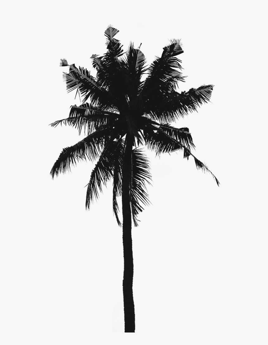 860x1105 iPhone Wallpaper HD Palm Tree, HD Png Download, Transparent Png Image