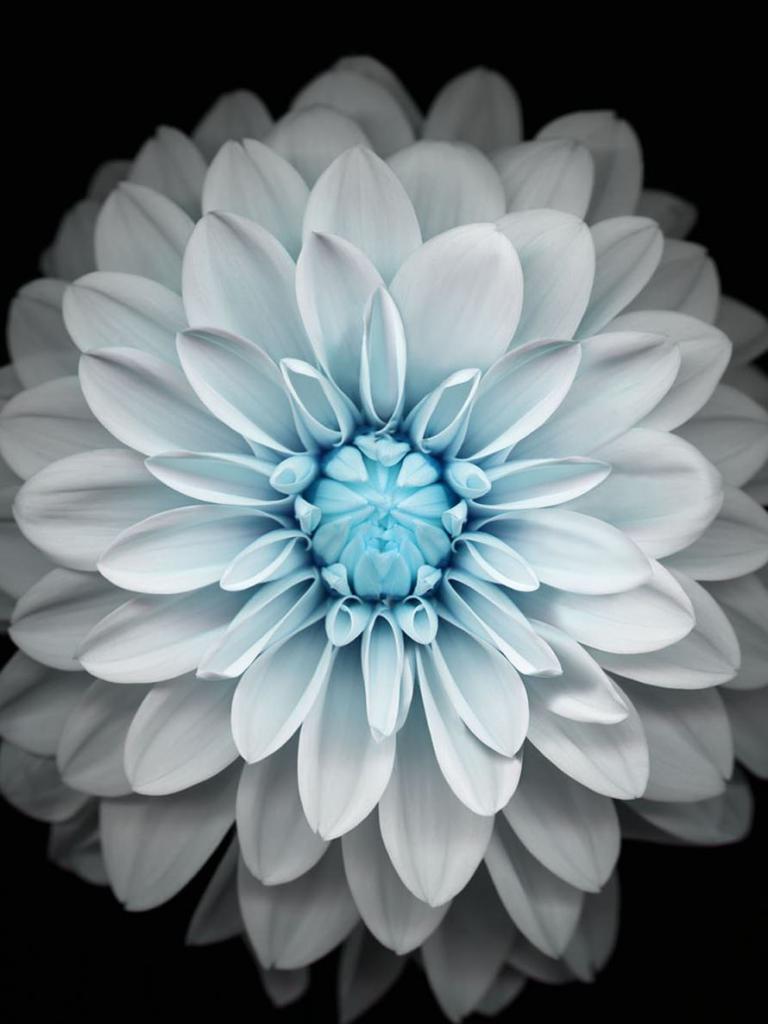 768x1024 Free download Flower black and white wallpaperc iPhone6 [890x1590] for your Desktop, Mobile & Tablet. Explore Flower iPhone Wallpaper. Yellow Flowers Wallpaper for iPhone, Lotus Flower iPhone Wallpaper, Rose