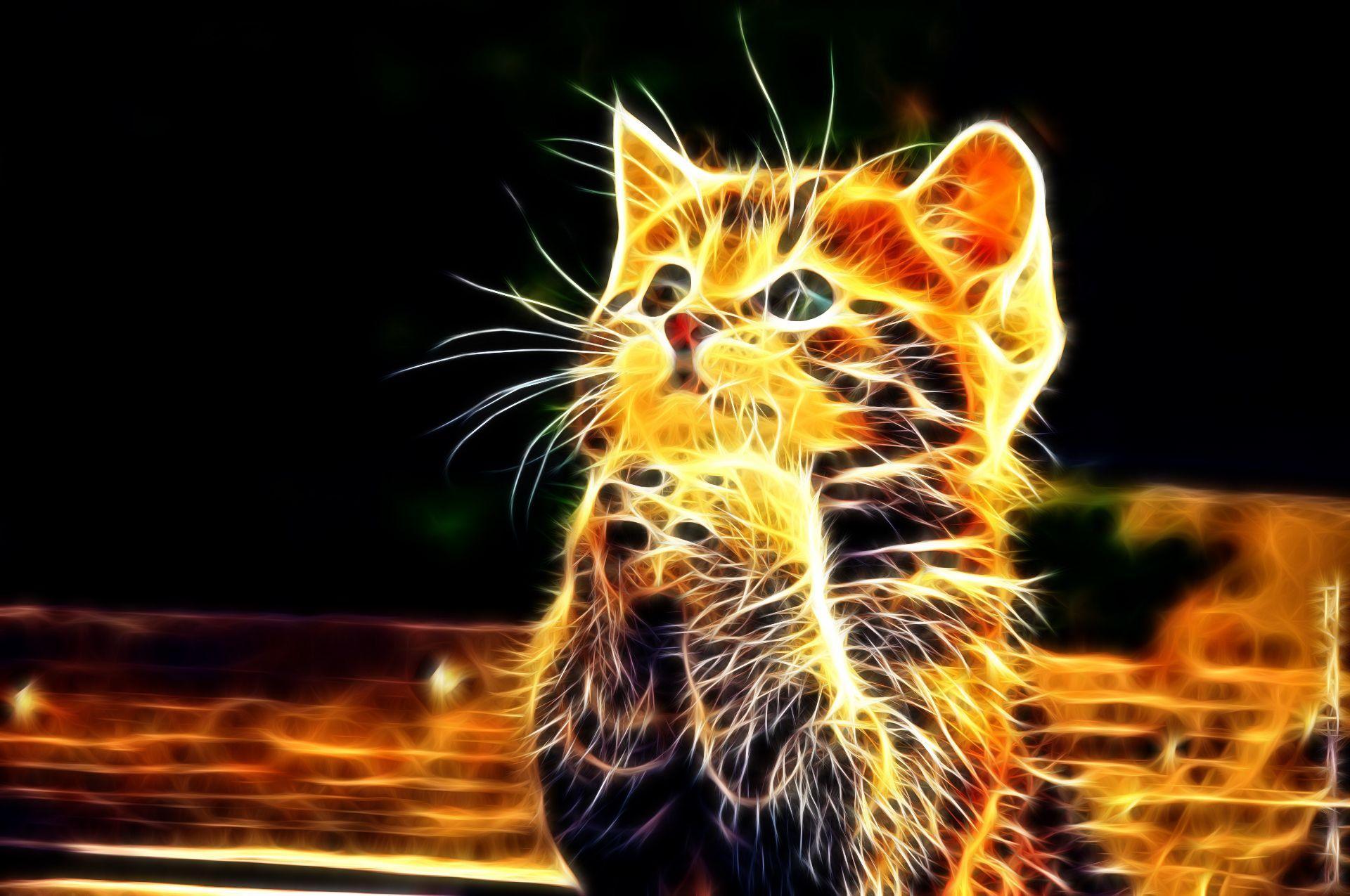 1920x1275 Fire Cats Wallpaper