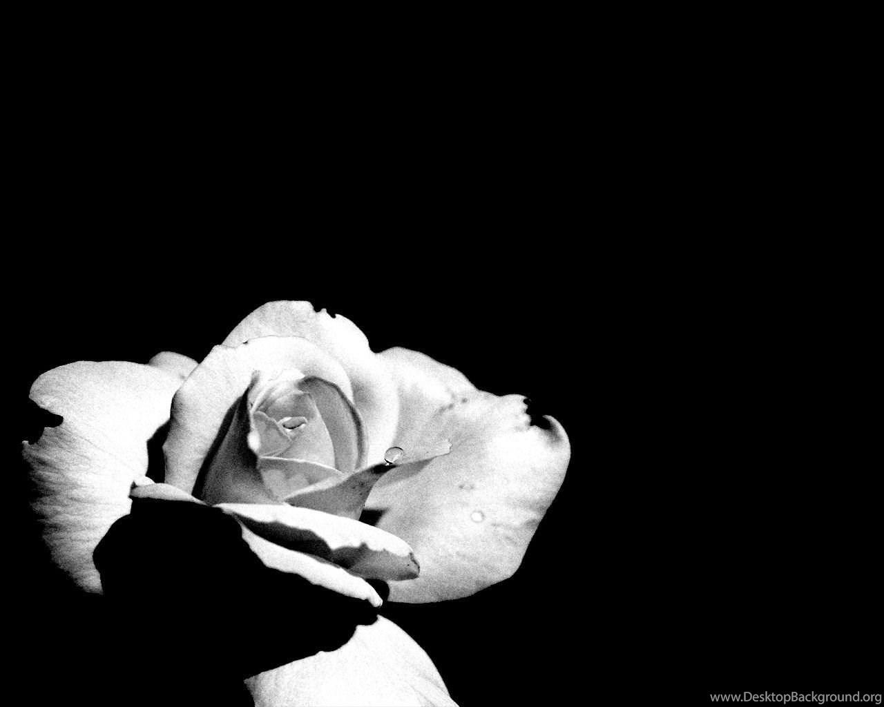 1280x1024 Black And White Flowers Wallpaper HD Wallpaper Lovely Desktop Background
