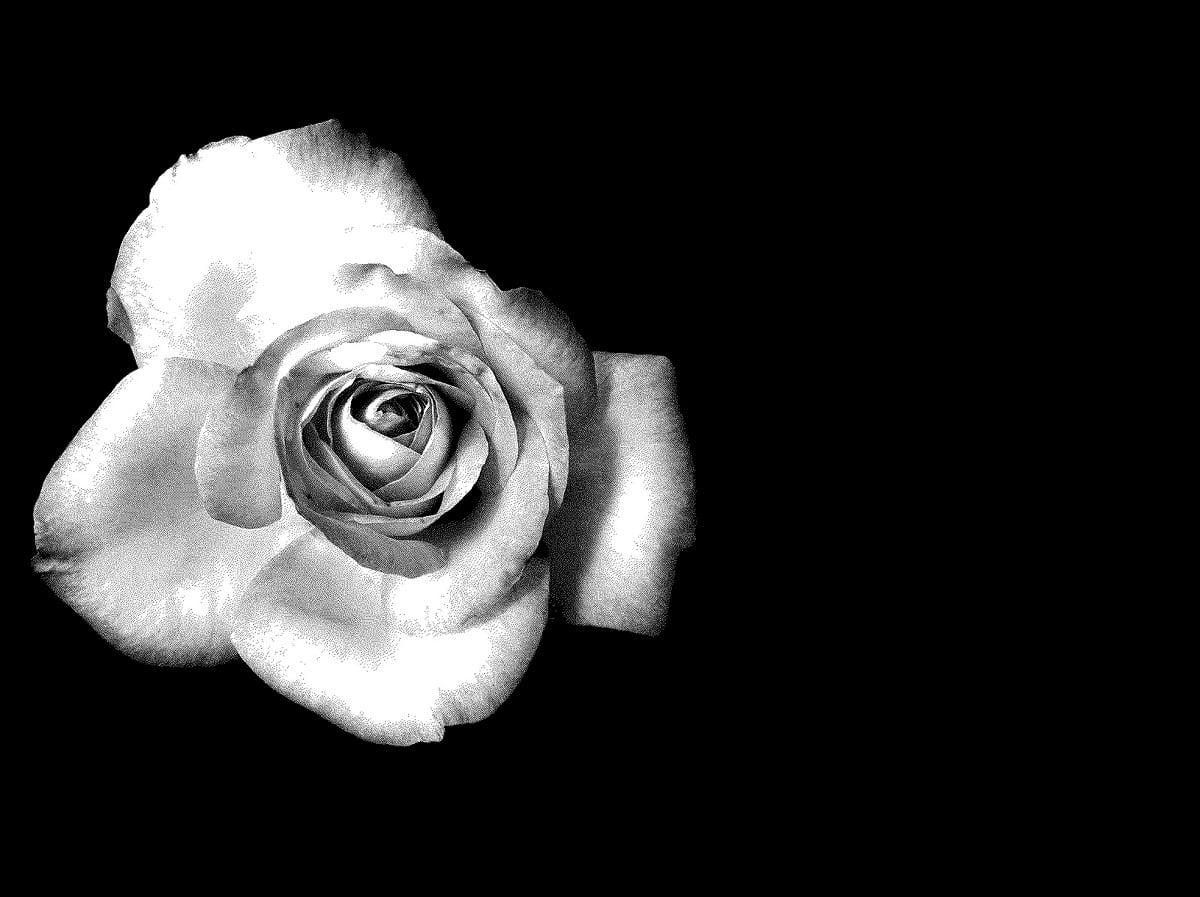 1200x897 Flowers, White, Black And White background photo. Download TOP Free image