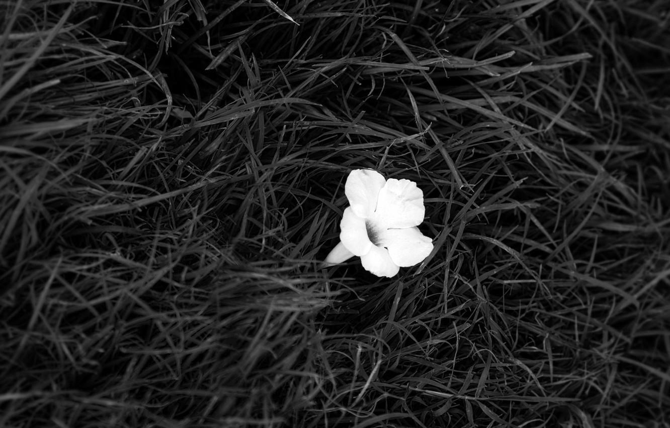 1332x850 Wallpaper white, Flower, black image for desktop, section цветы
