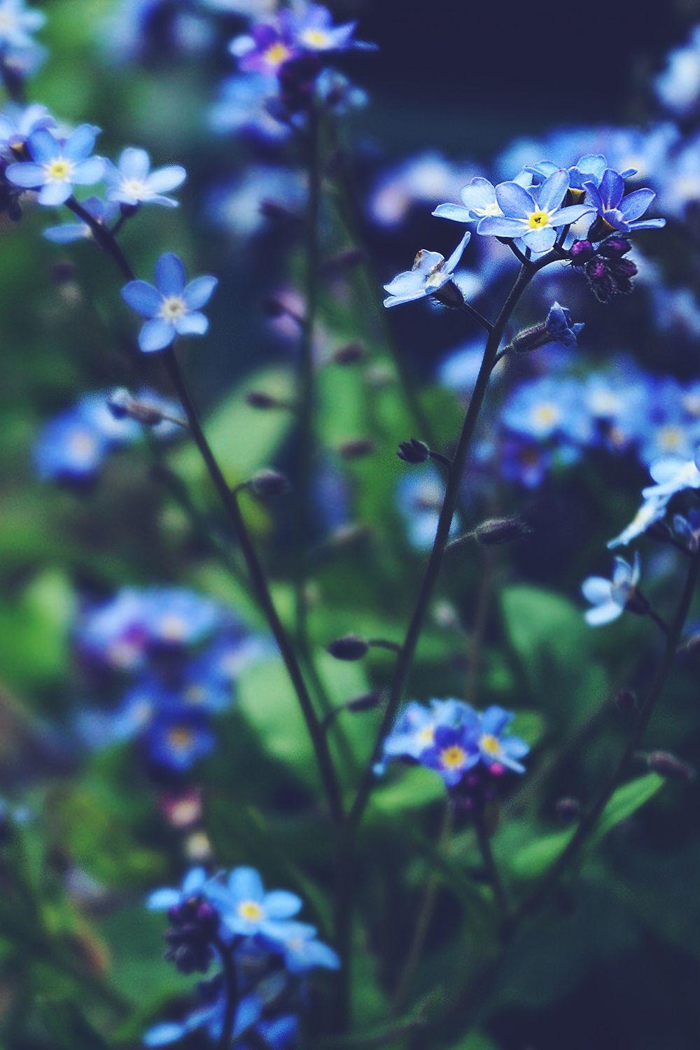 1000x1500 iPhone Wallpaper Blue Flowers