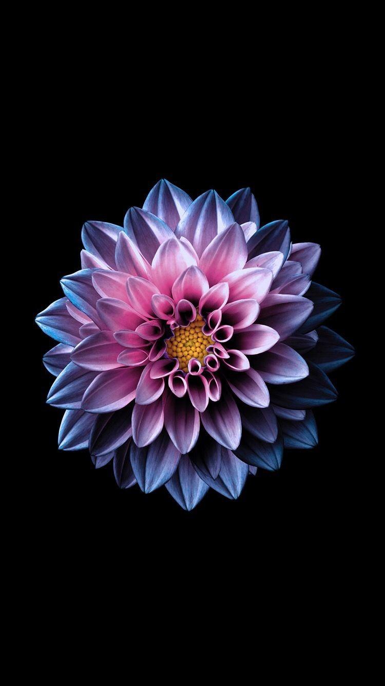 750x1334 iPhone 6 Wallpaper Blue Flower