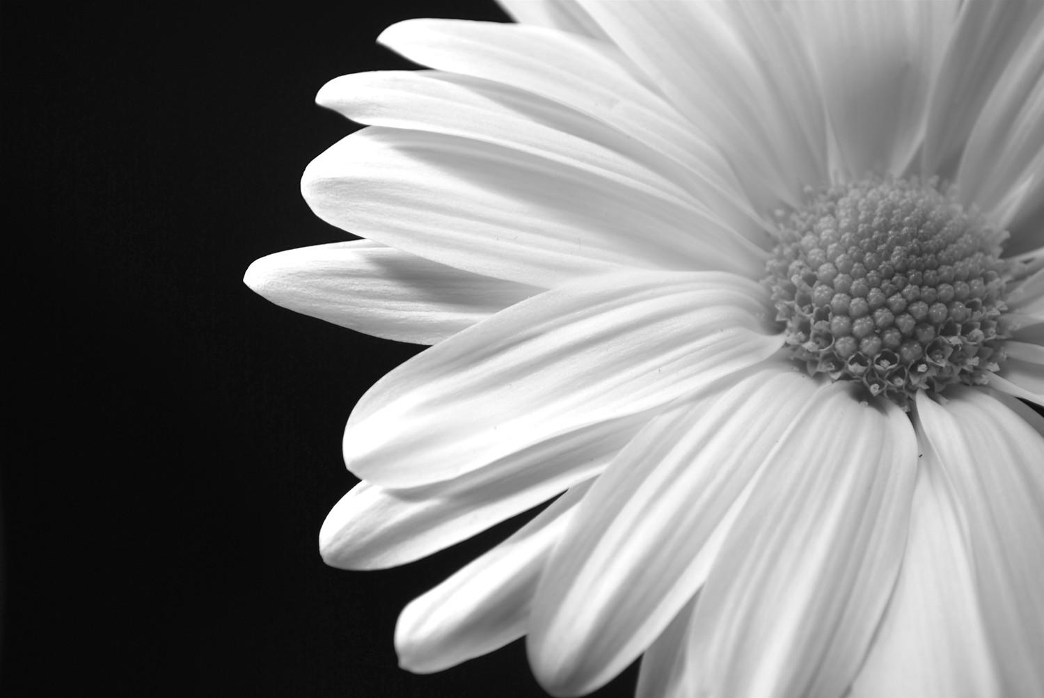 1500x1003 Black N White Flower Frame Background for Powerpoint Templates