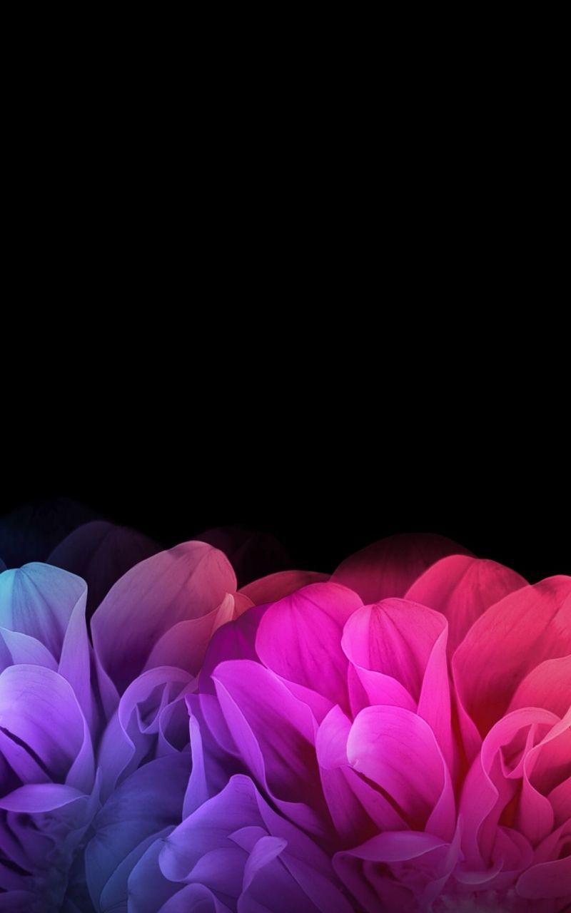 800x1280 Black Flower Wallpaper, HD Black Flower Background
