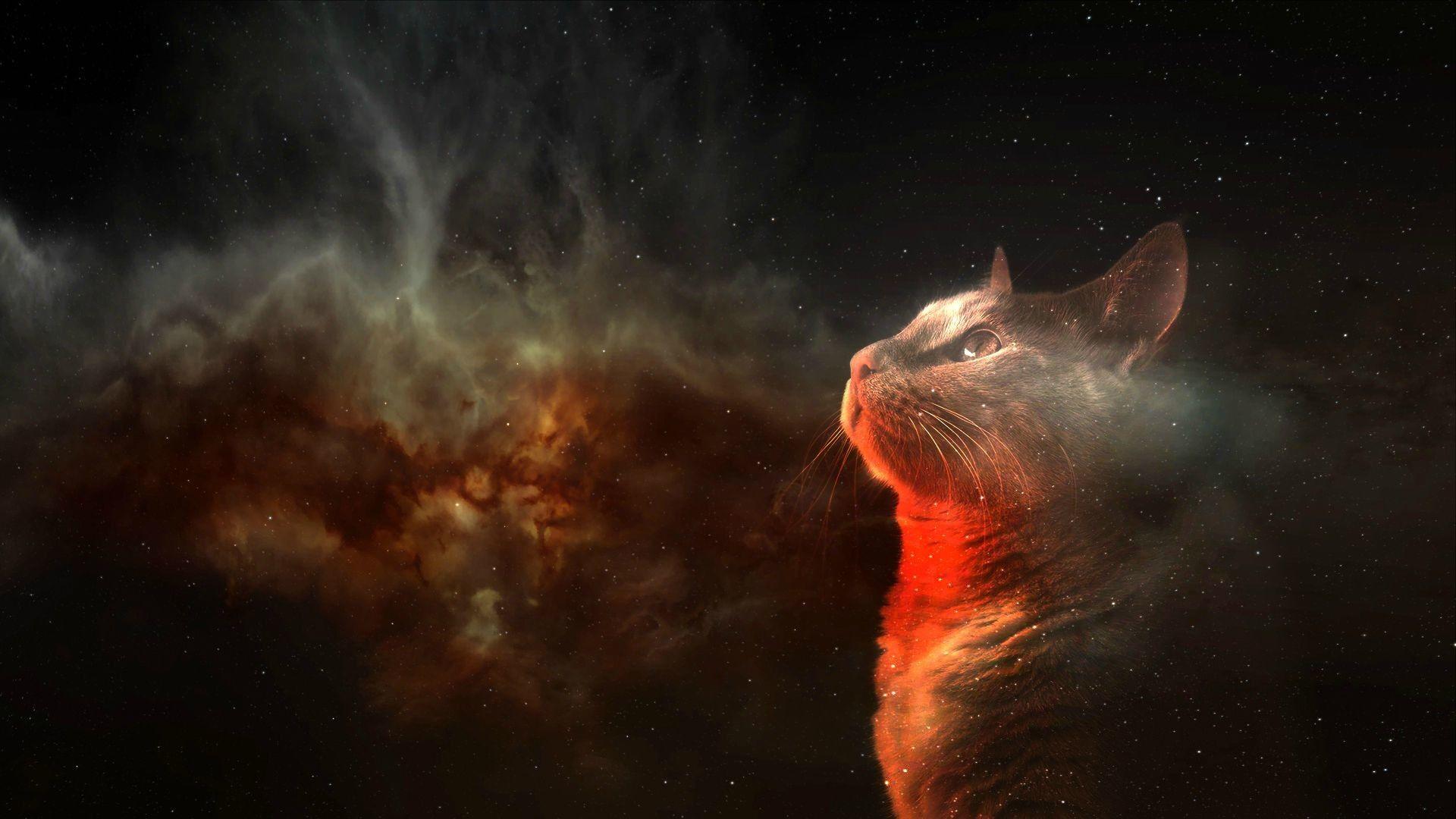 1920x1080 Cats in Space Wallpaper