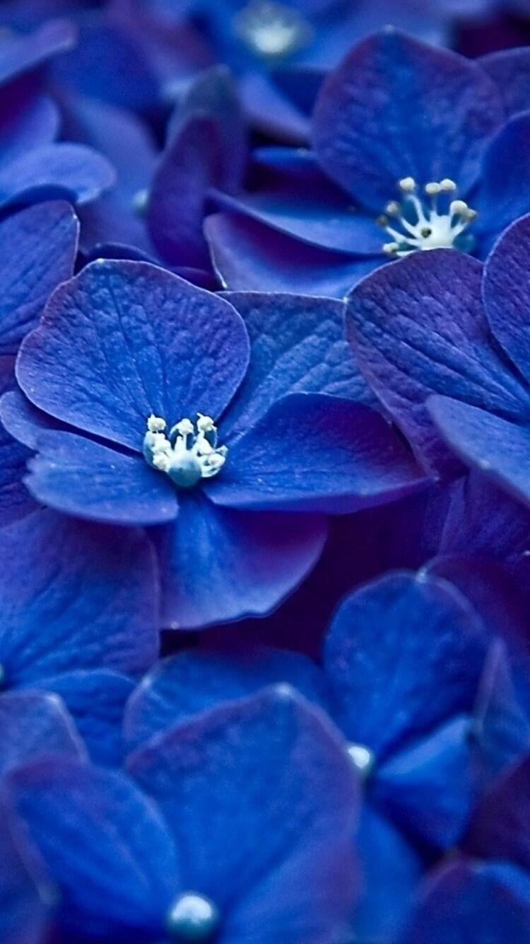 750x1334 Hydrangea Blue Flower iPhone iPhone 6S, iPhone 7 HD 4k Wallpaper, Image, Background, Photo and Picture