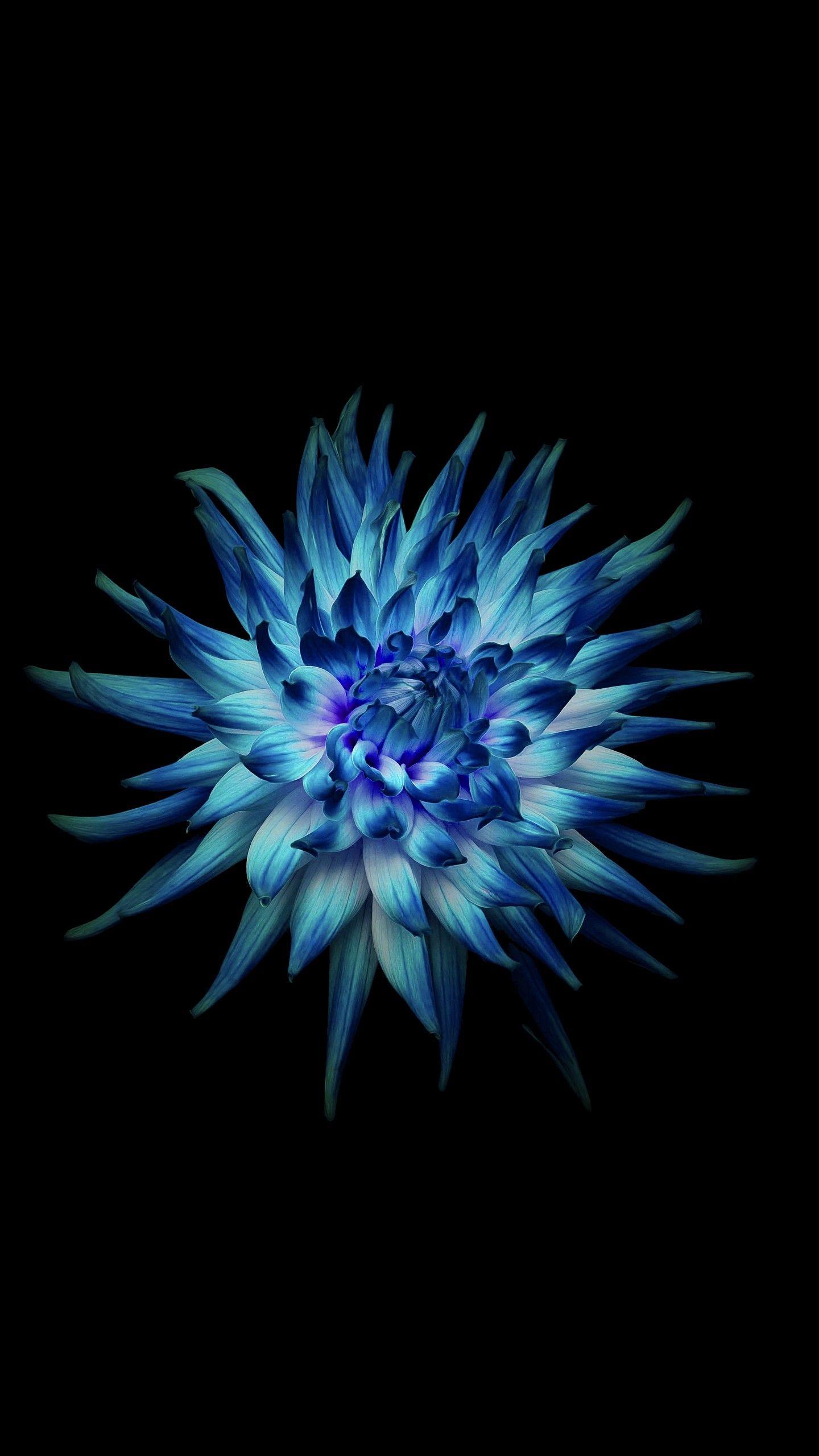 1440x2560 Dark Blue Flower Aesthetic Wallpaper