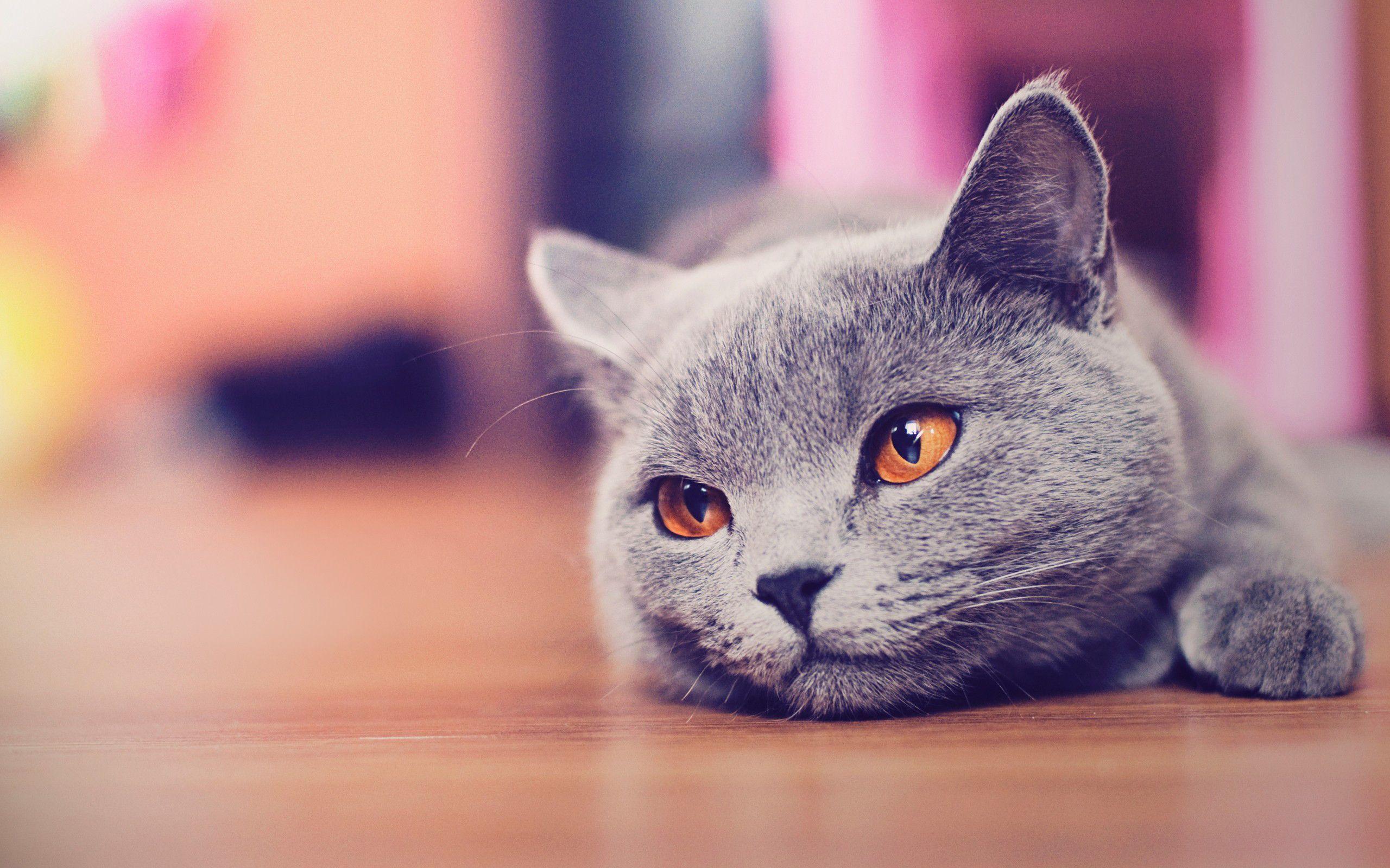 2560x1600 Cat Wallpaper Tumblr