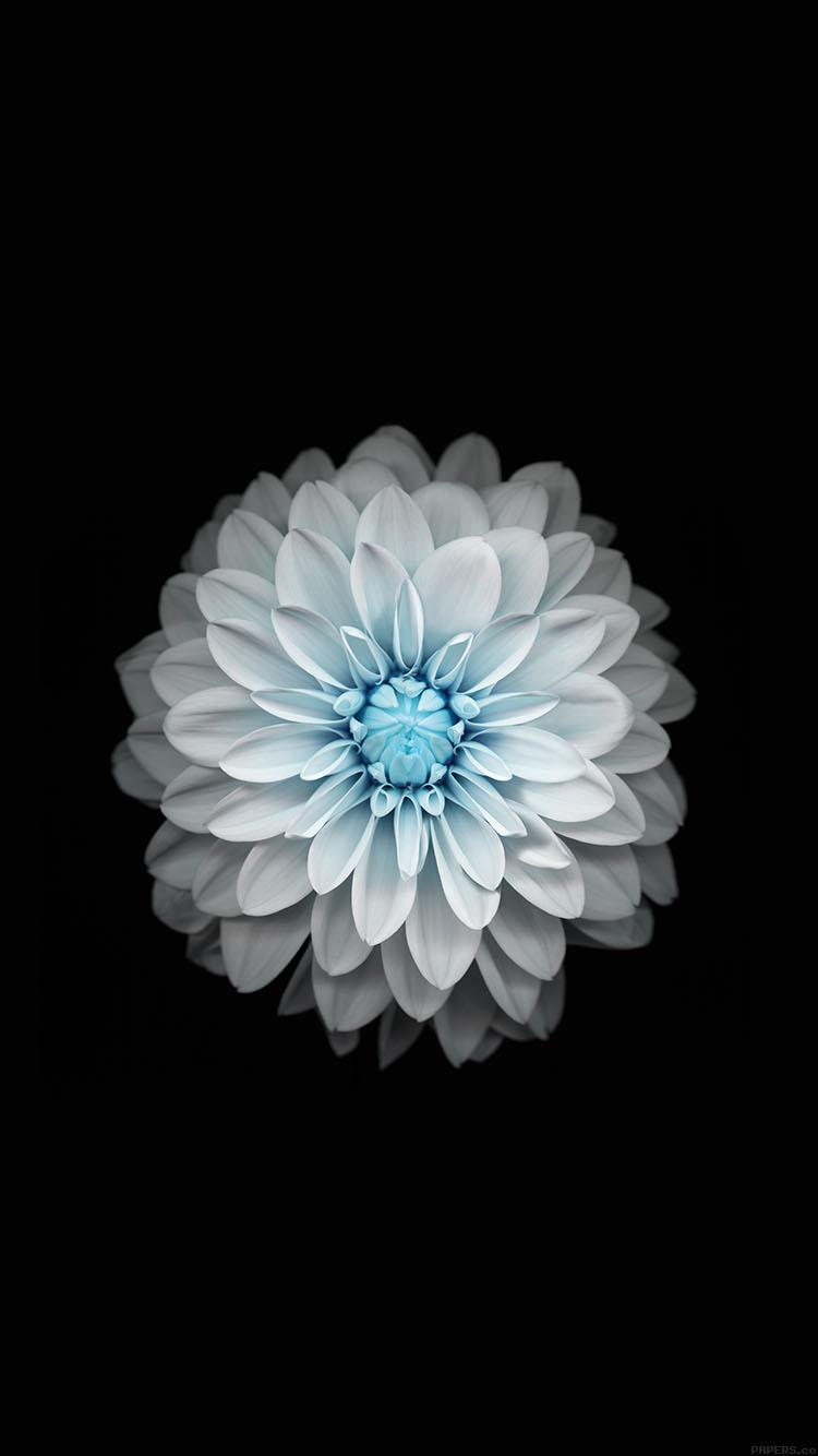 750x1334 Wallpaper Apple Iphone6 Plus Ios8 Flower Blue Wallpaper