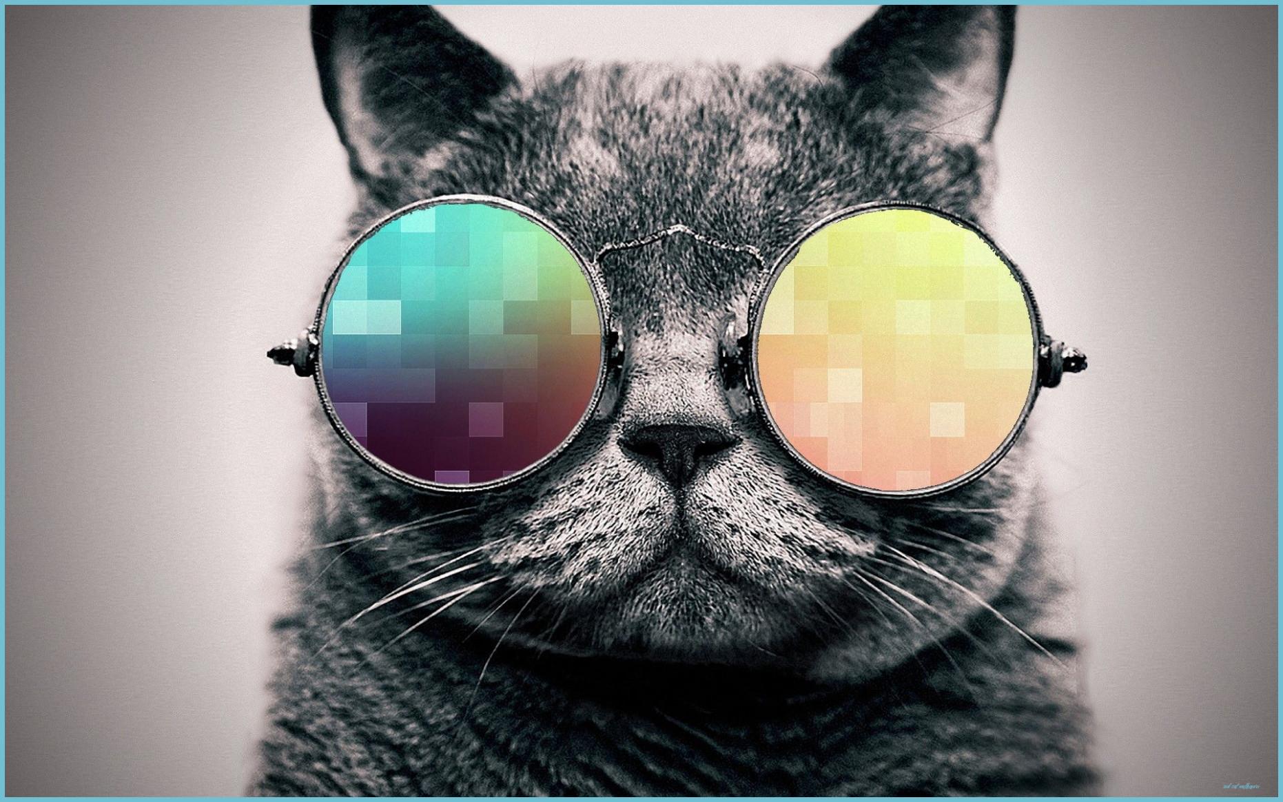 1862x1164 Cool Cat Wallpaper Free Cool Cat Background
