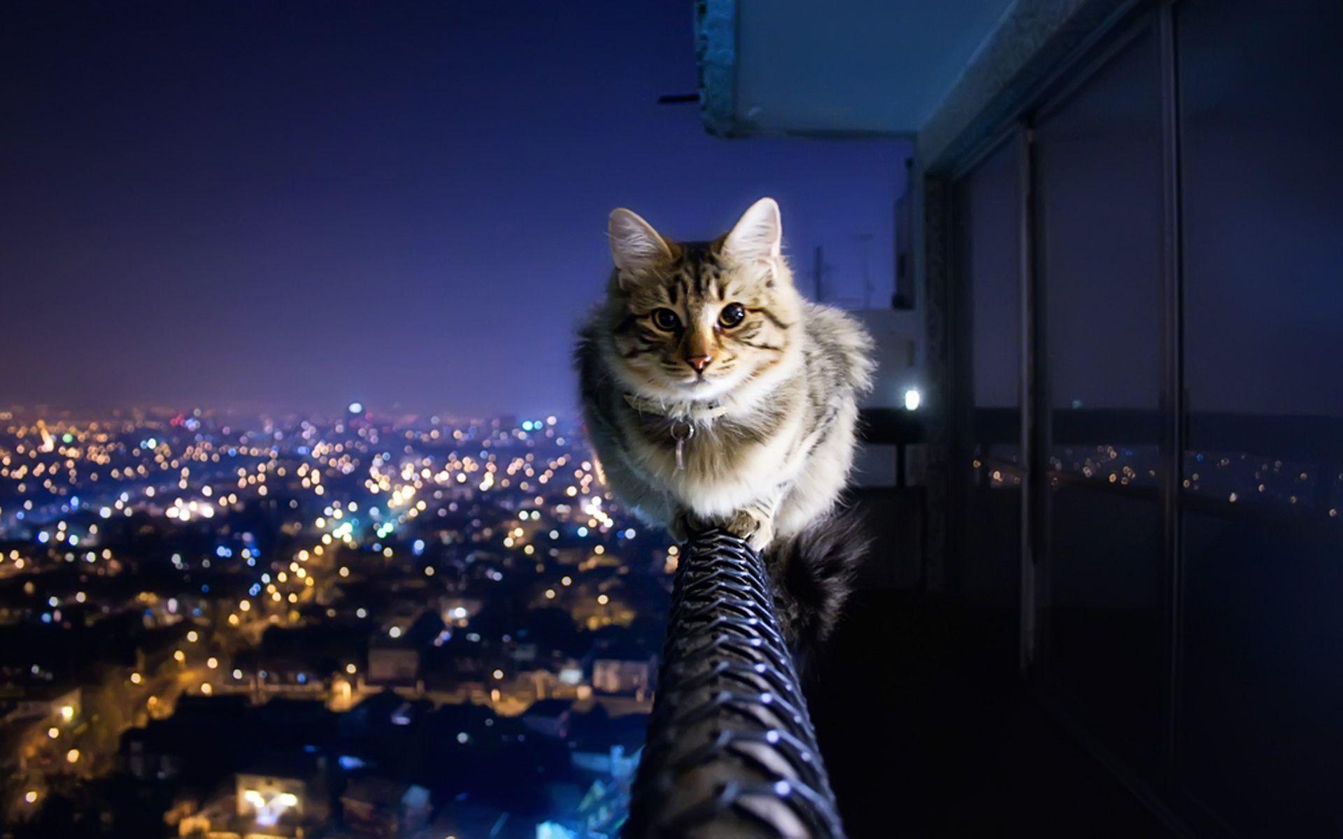 1920x1200 Cats Wallpaper FREE Picture