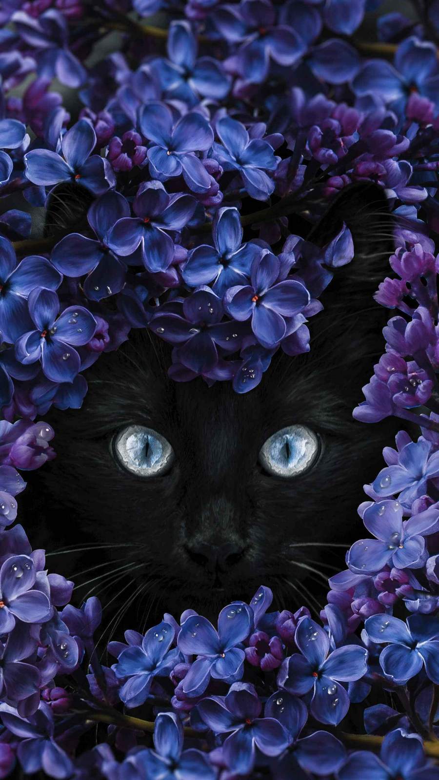 900x1600 Black Cat Flowers iPhone Wallpaper Wallpaper : iPhone Wallpaper