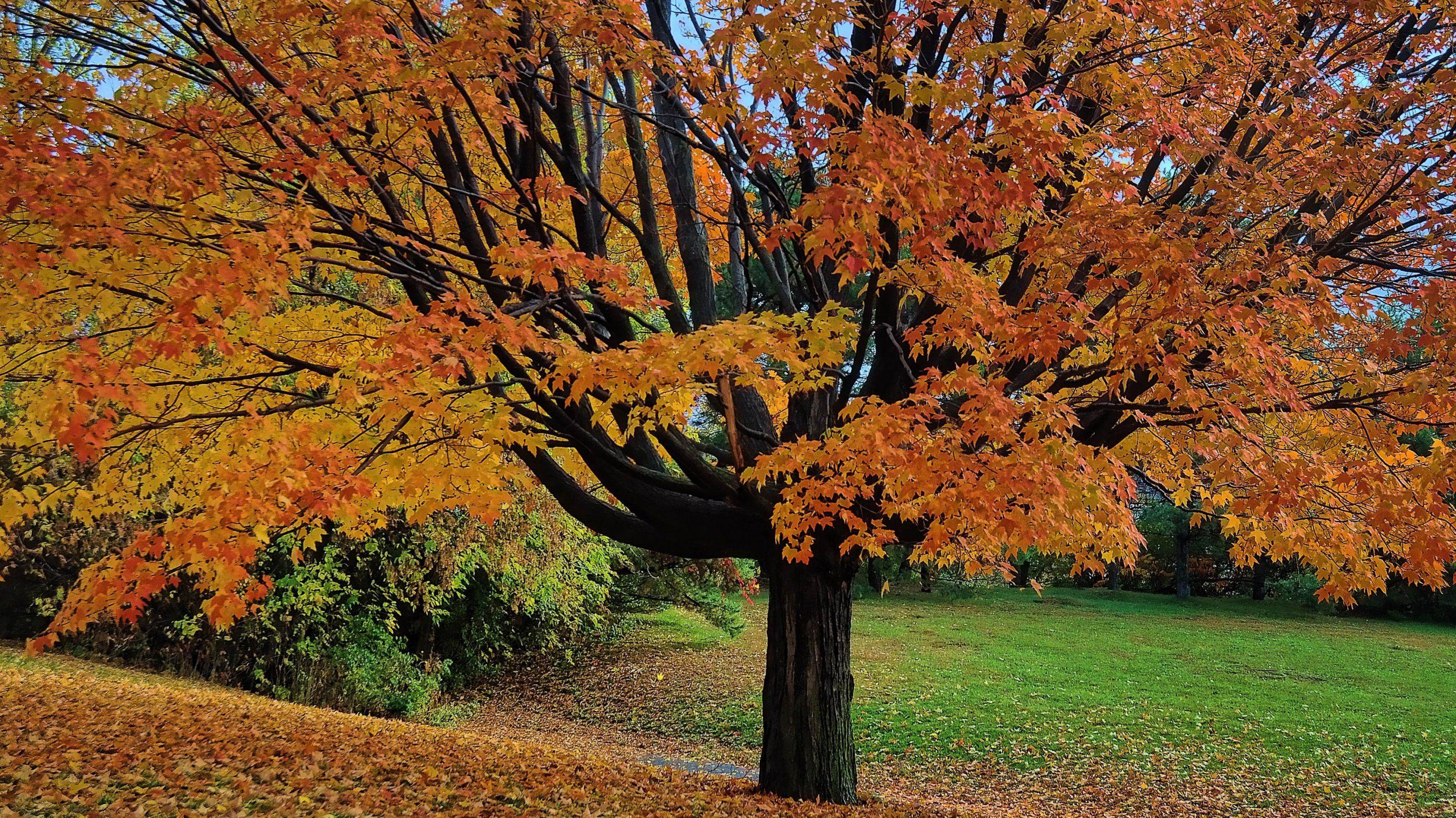 3200x1800 Autumn Tree HD Wallpaper