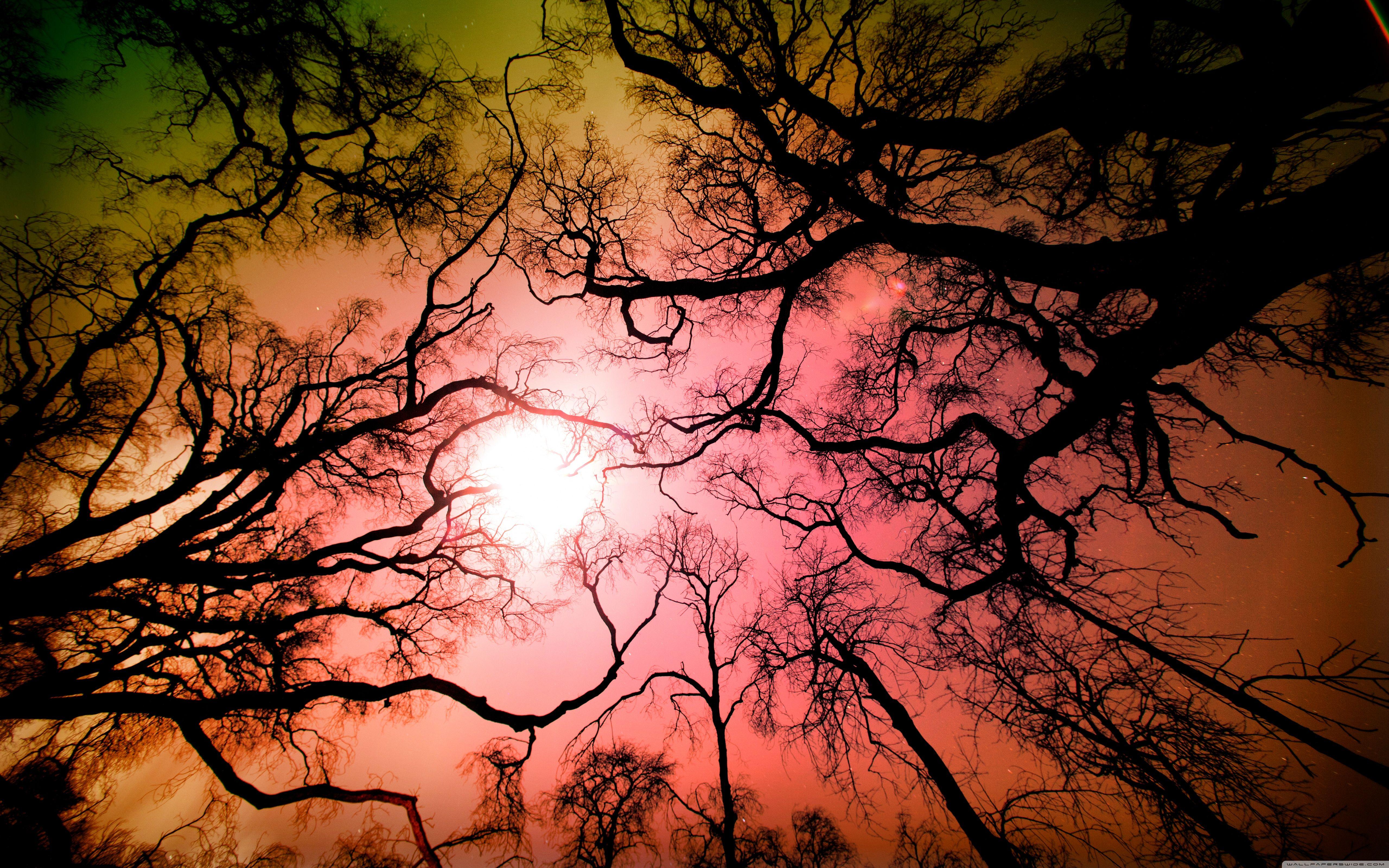 5120x3200 Look Up To The Sky ❤ 4K HD Desktop Wallpaper for 4K Ultra HD TV
