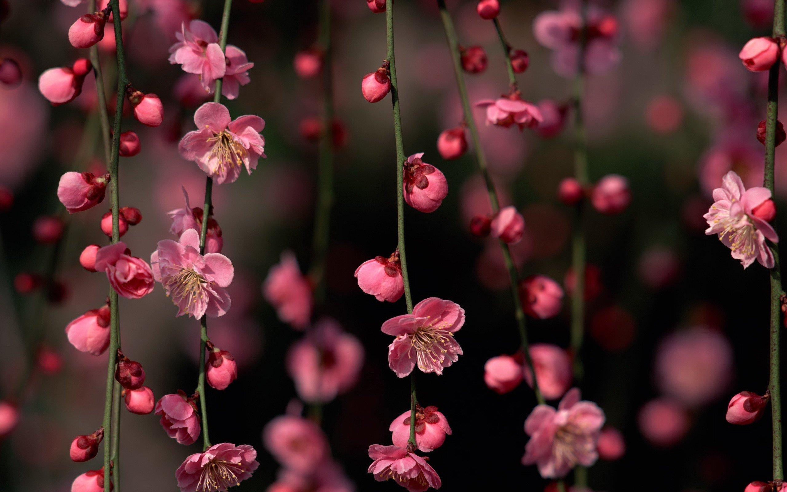 2560x1600 cherry, Blossoms, Flowers, Hanging Wallpaper HD / Desktop and Mobile Background