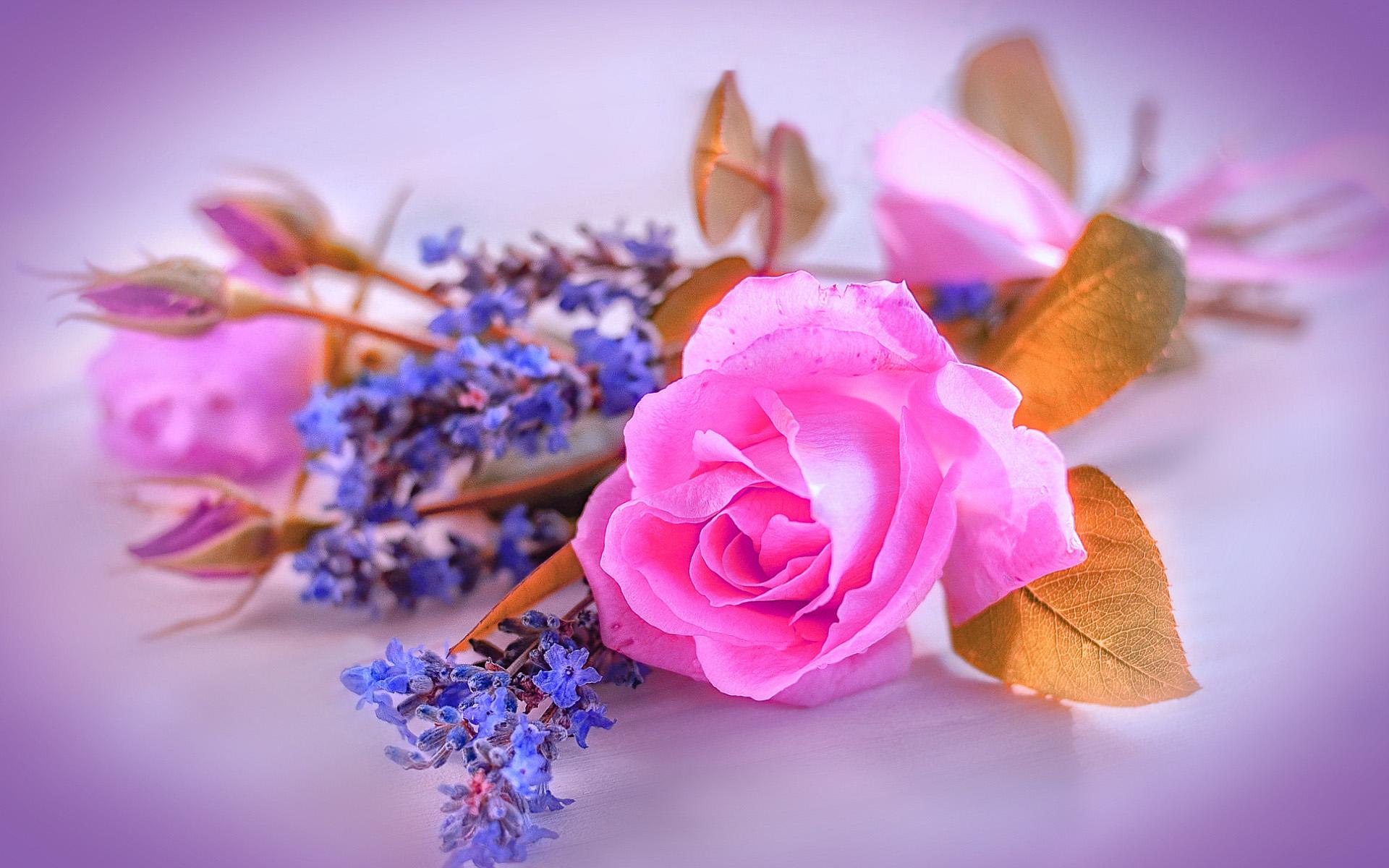 1920x1200 Download wallpaper pink rose, pink background, bokeh, pink flowers, beautiful flowers, bouquet of roses, roses for desktop with resolution 1920x1200. High Quality HD picture wallpaper