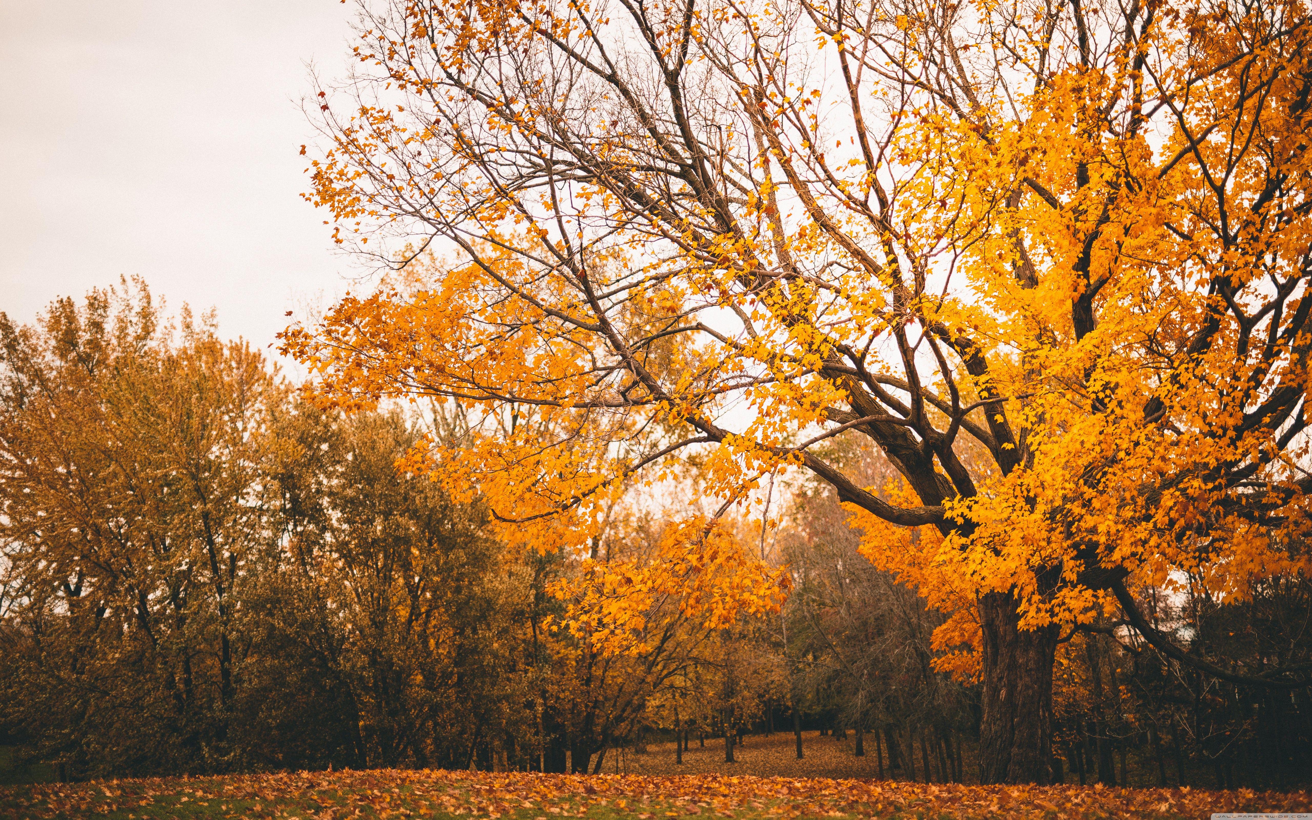 5120x3200 Autumn Scenery ❤ 4K HD Desktop Wallpaper for 4K Ultra HD TV • Wide