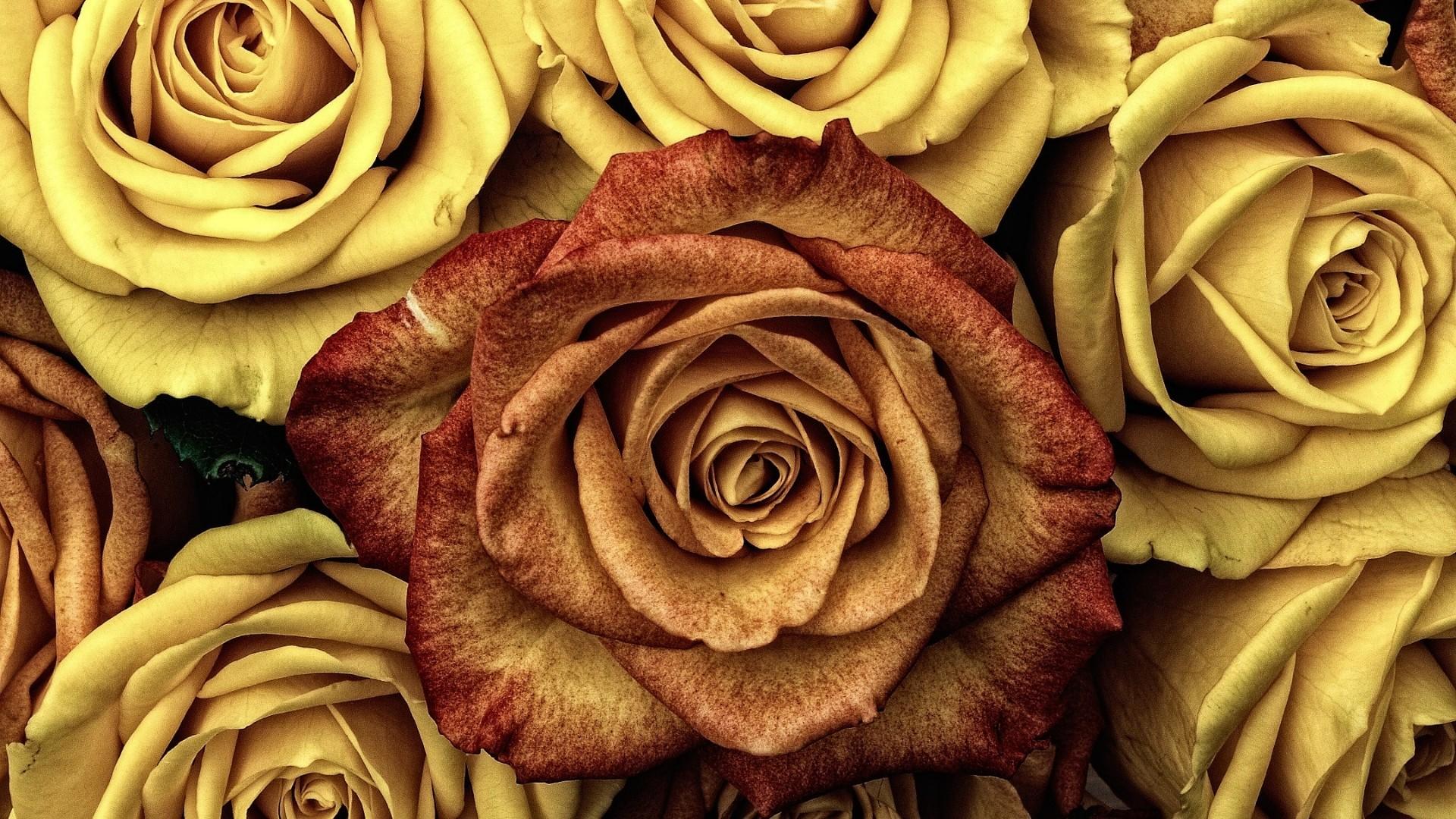 1920x1080 Rose HD Wallpaper