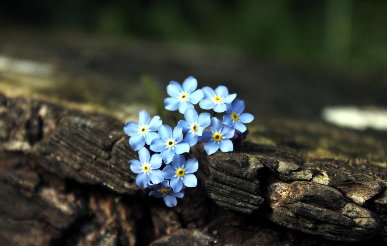 1332x850 Wallpaper Flowers, Tree, Blue, Brown, Forget Me Nots Image For Desktop, Section цветы