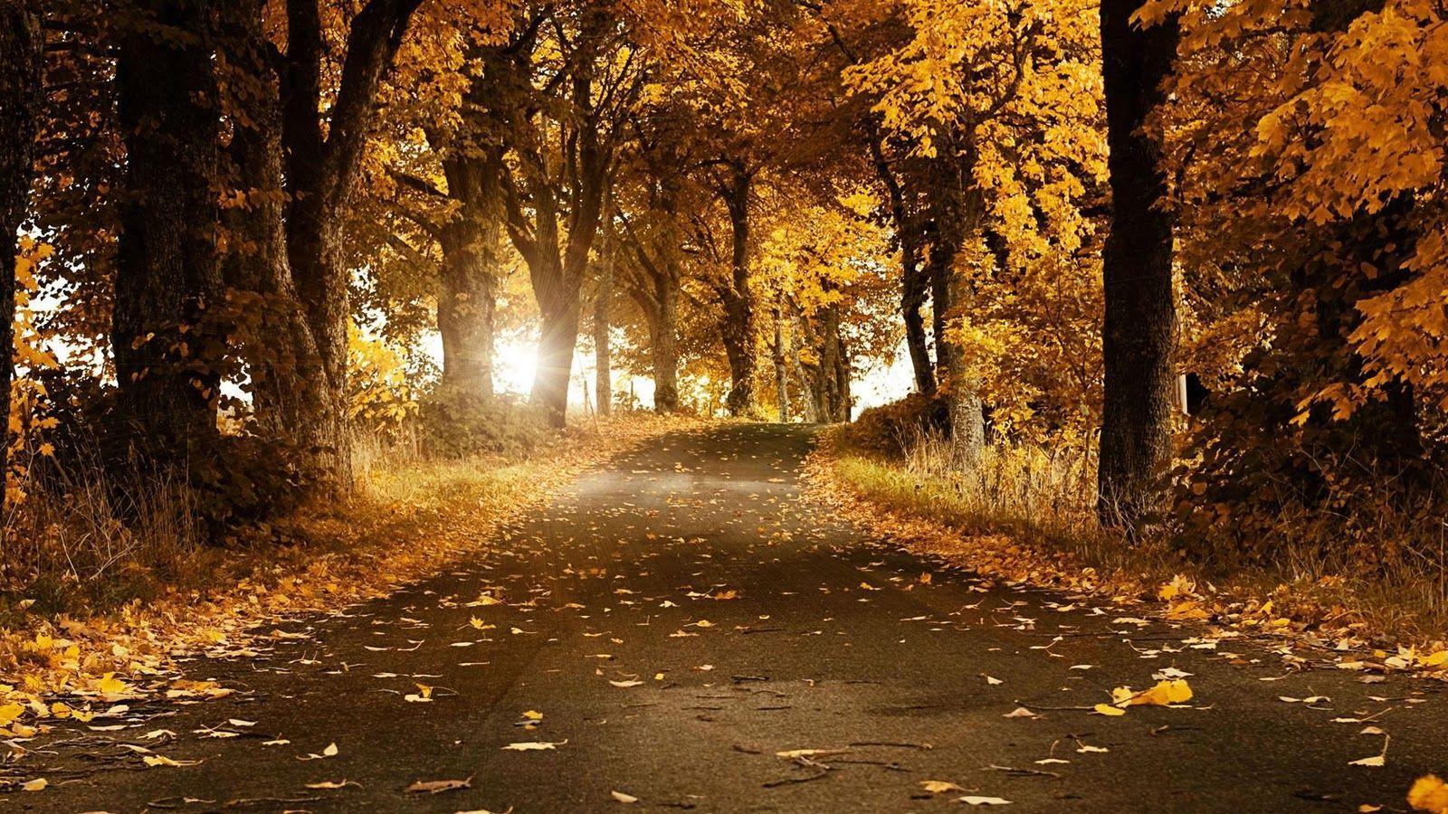 1600x900 Autumn Wallpaper